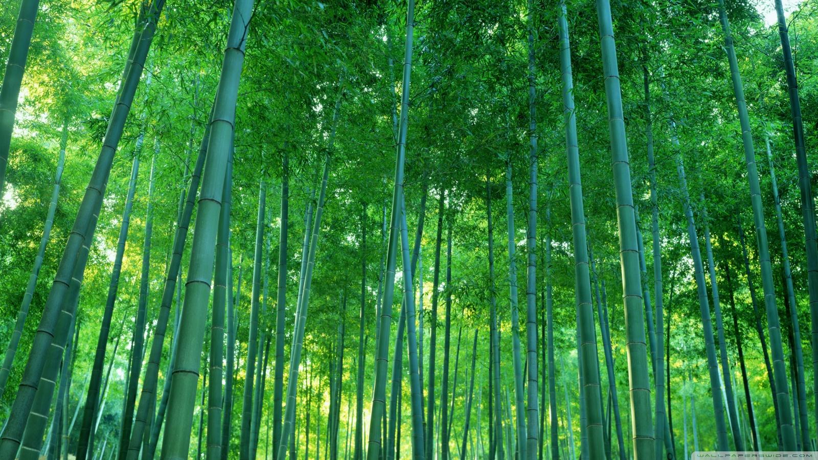 Green Bamboo Forest Wallpapers Wallpaper Cave
