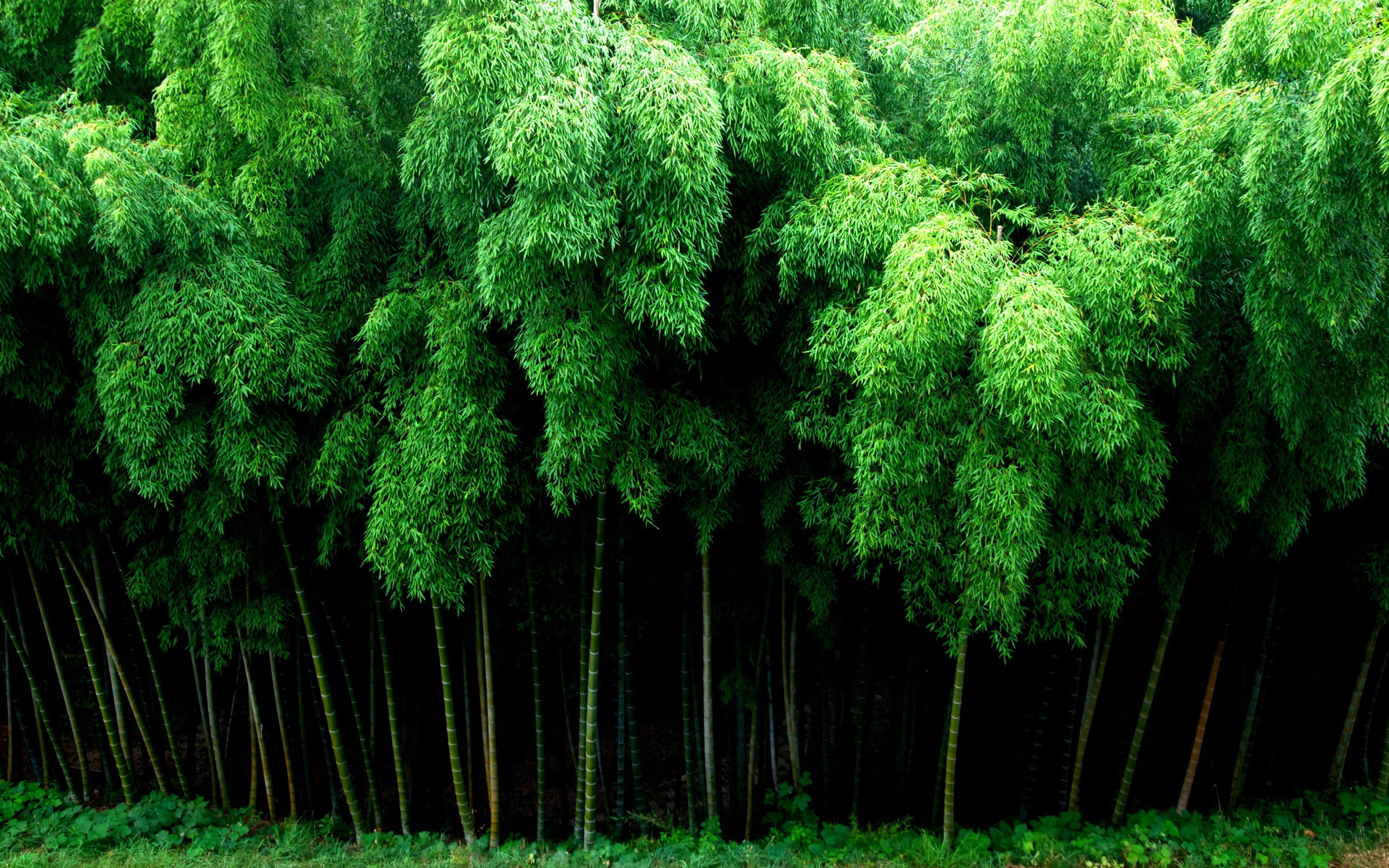 Green Bamboo Forest Wallpapers Wallpaper Cave