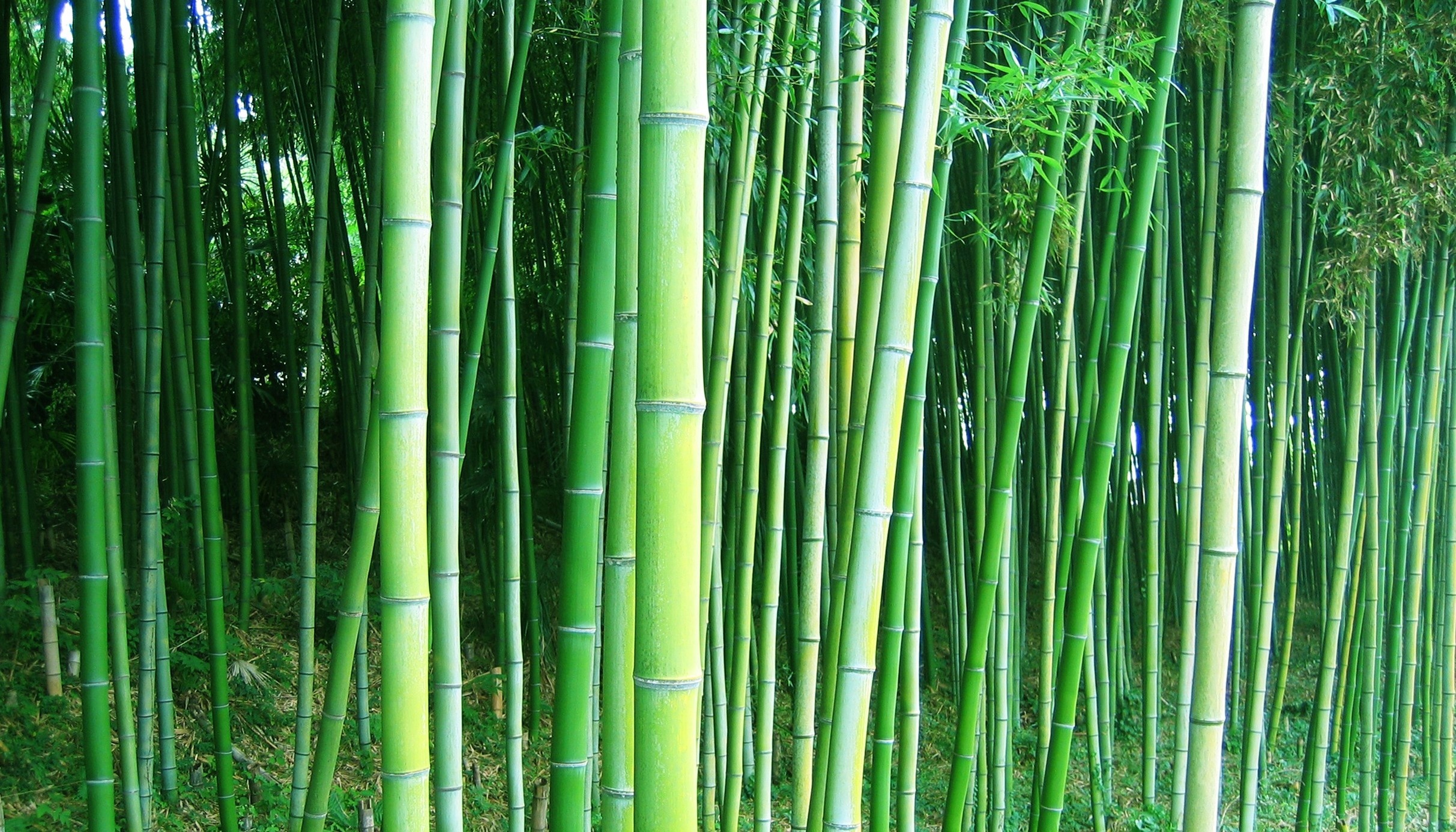 Green Bamboo Forest Wallpapers Wallpaper Cave