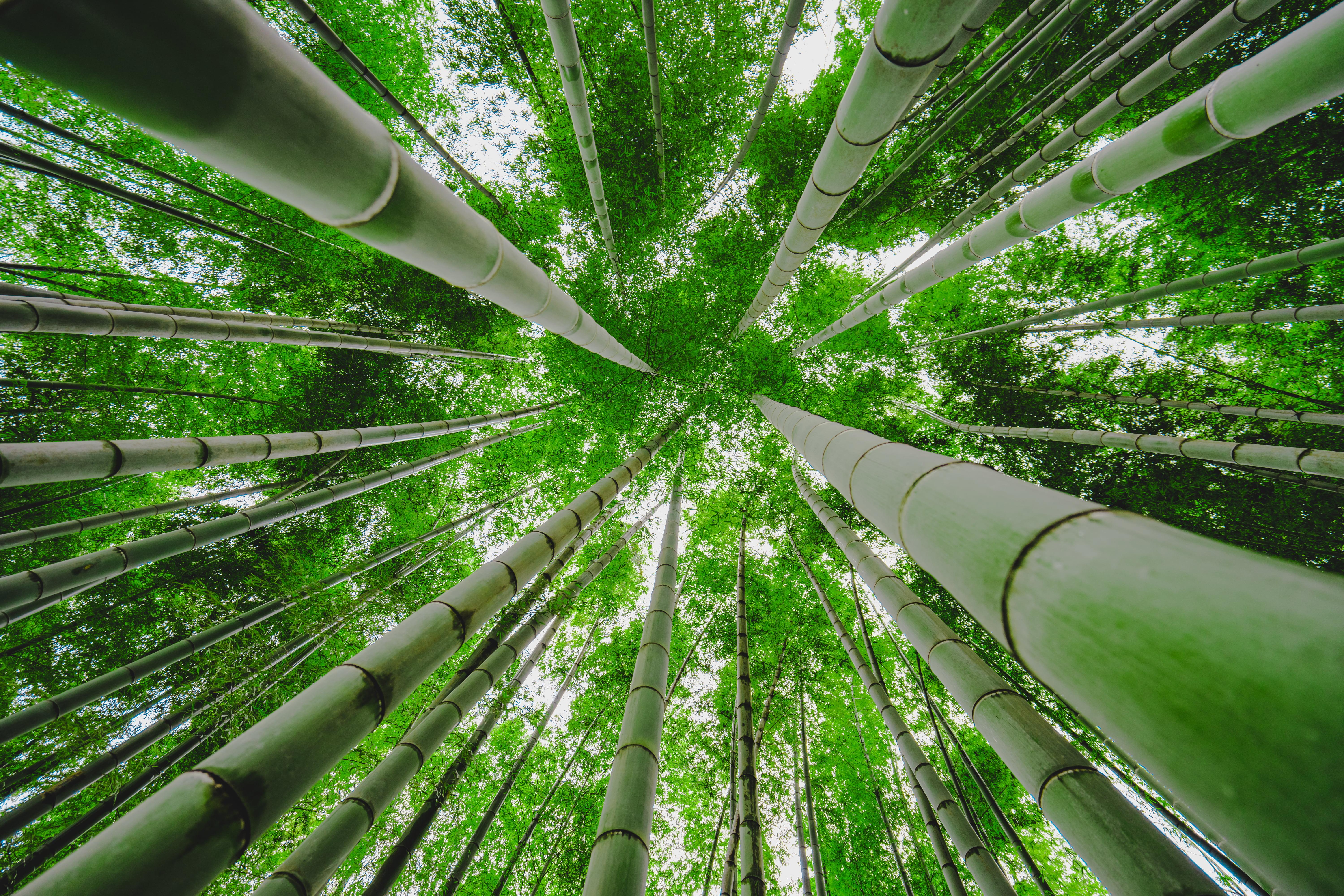 Green Bamboo Forest Wallpapers Wallpaper Cave