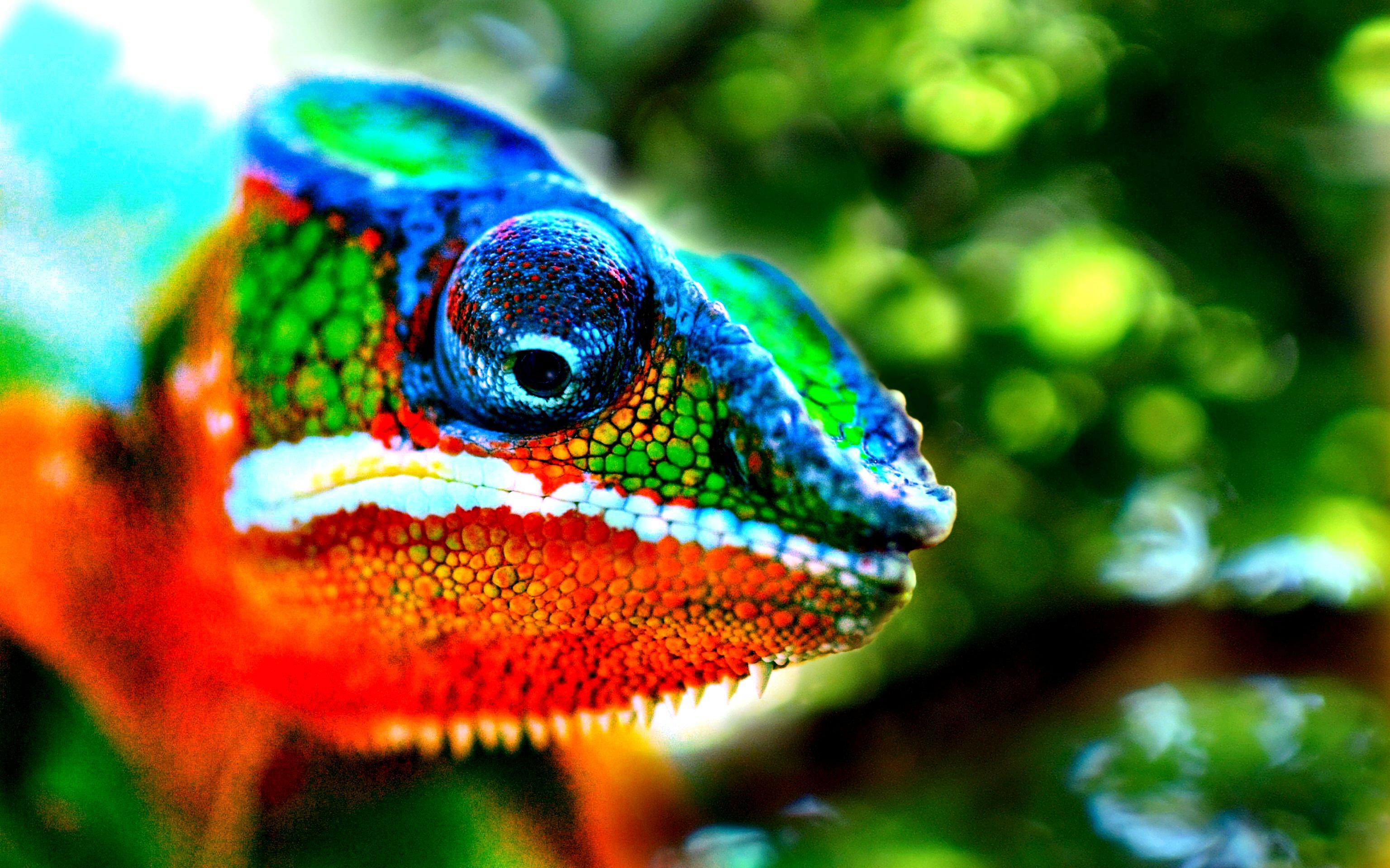 Colourful Animals 4k Wallpapers Wallpaper Cave