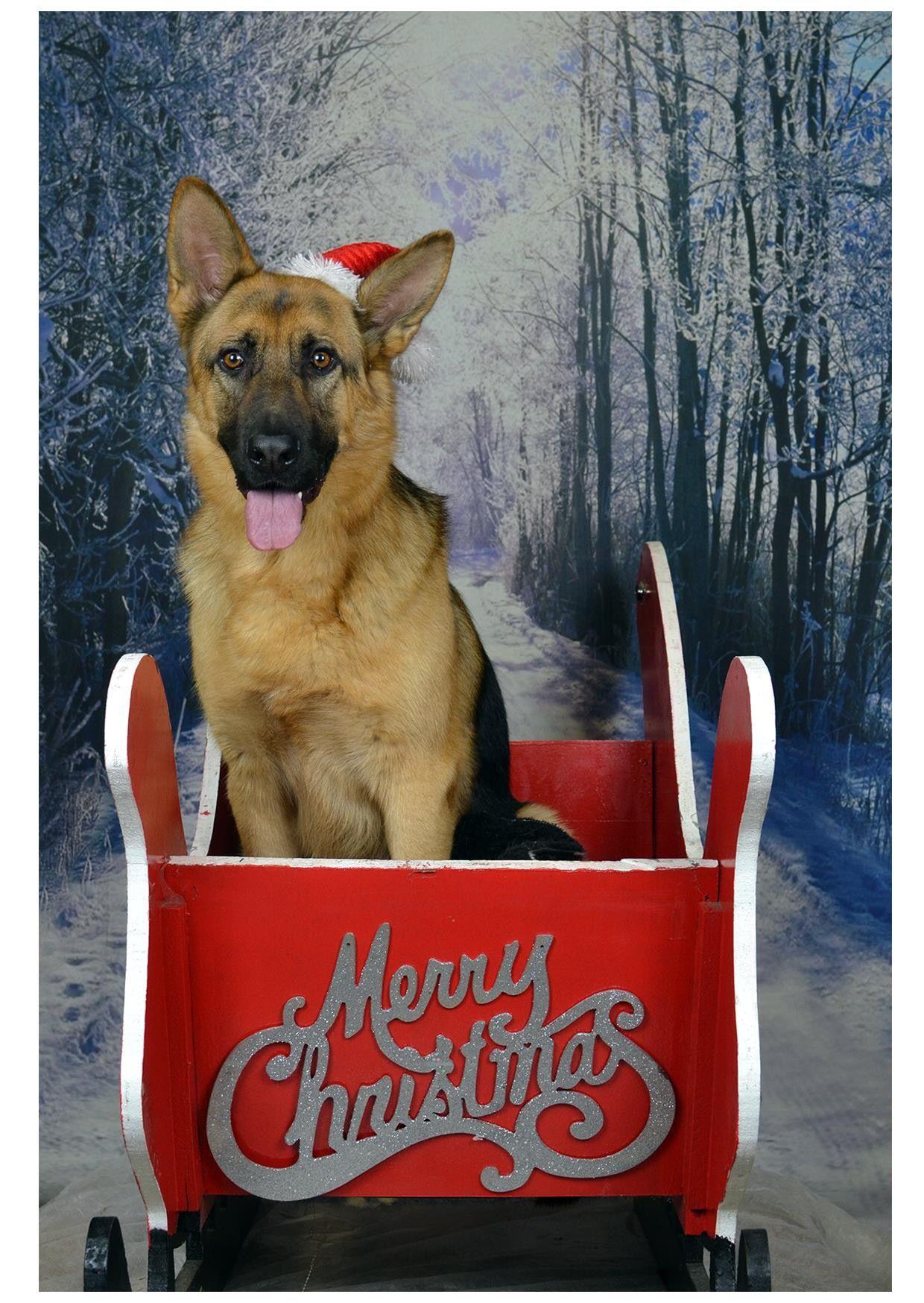 German Shepherd Chirstmas Wallpapers Wallpaper Cave