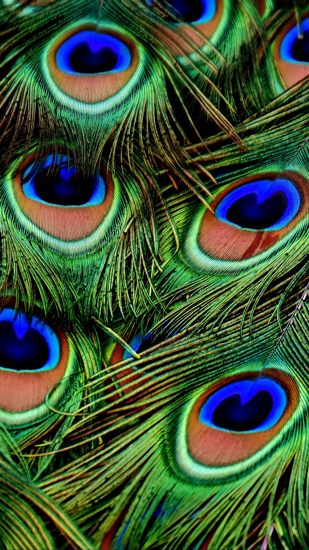 Peacock Feather Mobile Wallpapers Wallpaper Cave