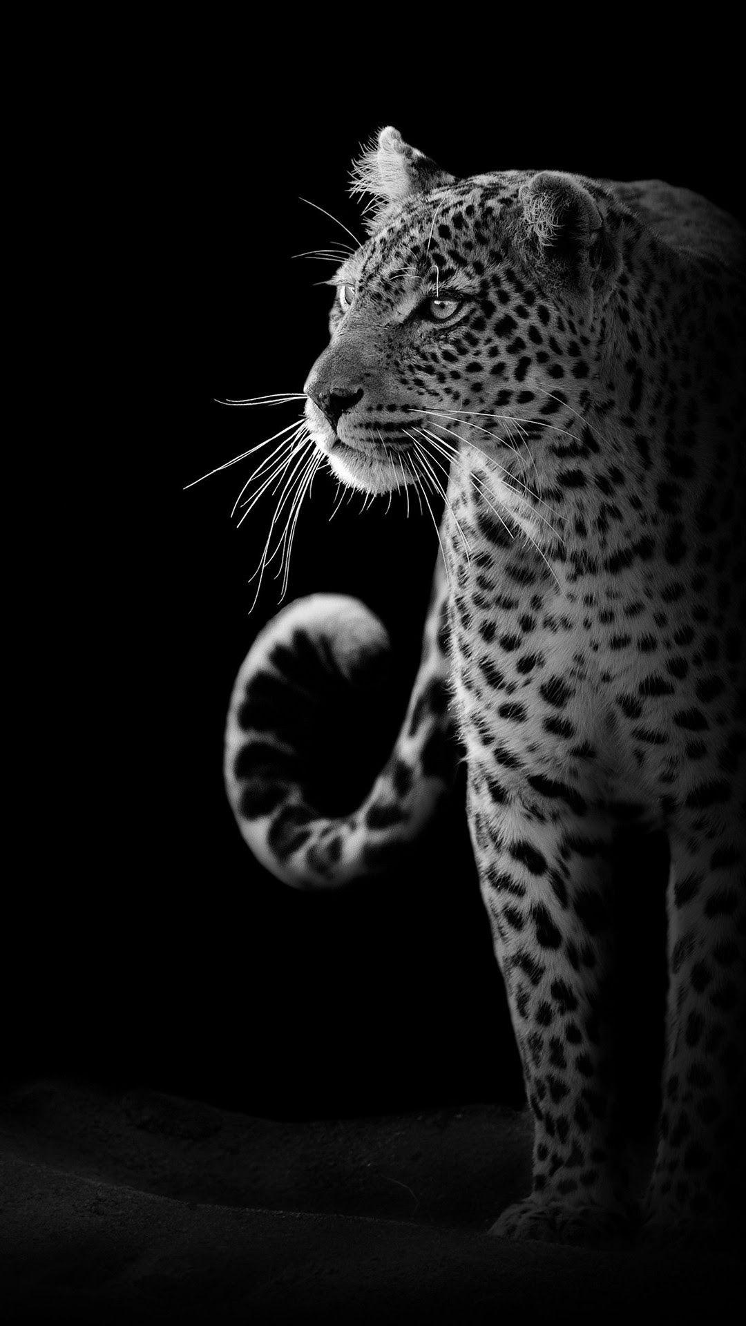 Wildlife Android Wallpapers Wallpaper Cave