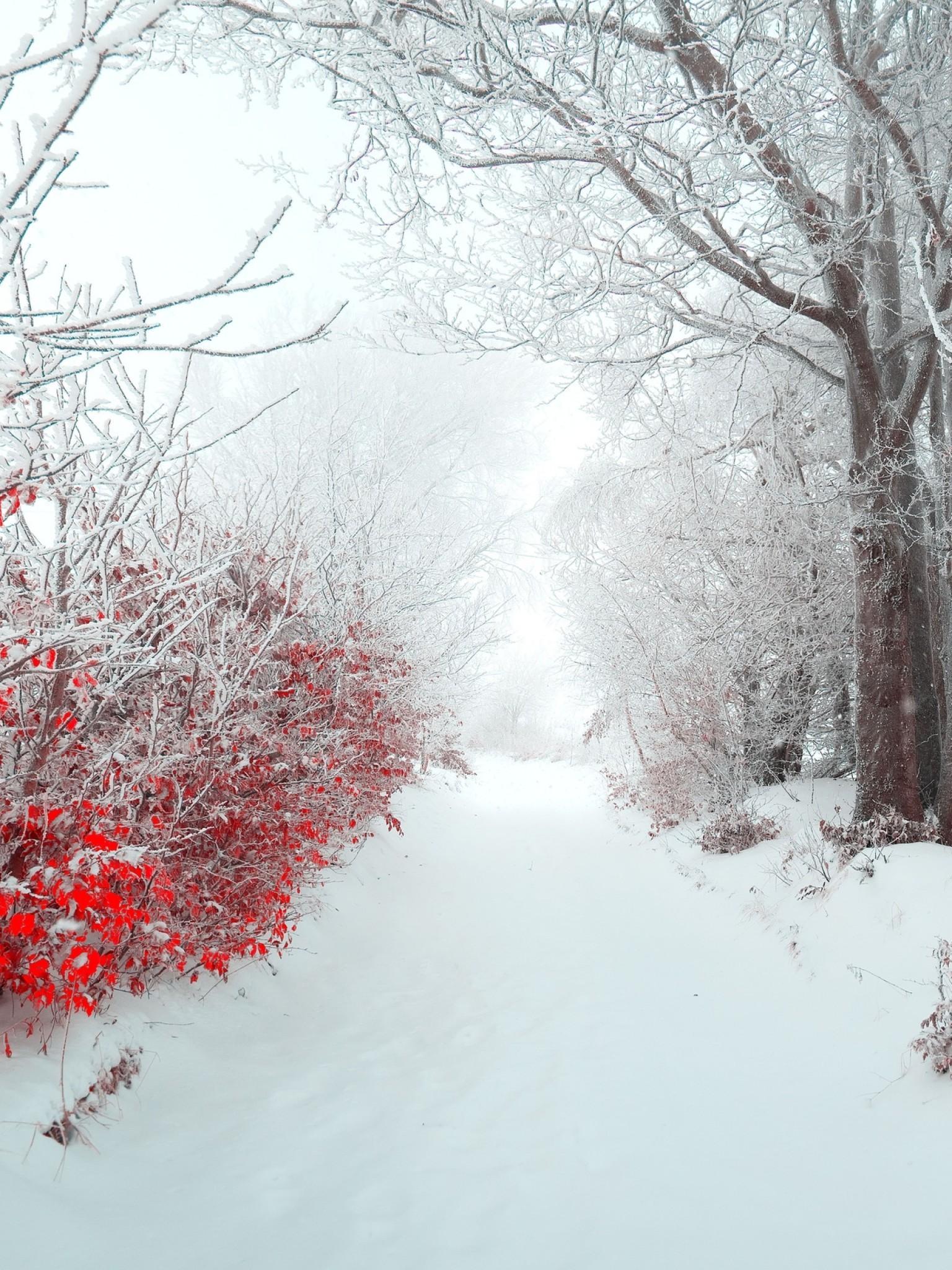 Red Winter Trees Wallpapers Wallpaper Cave