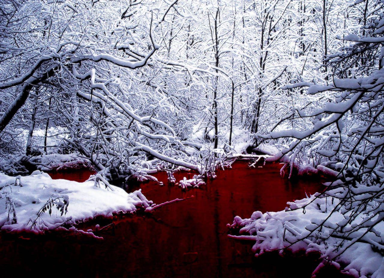 Red Winter Trees Wallpapers Wallpaper Cave