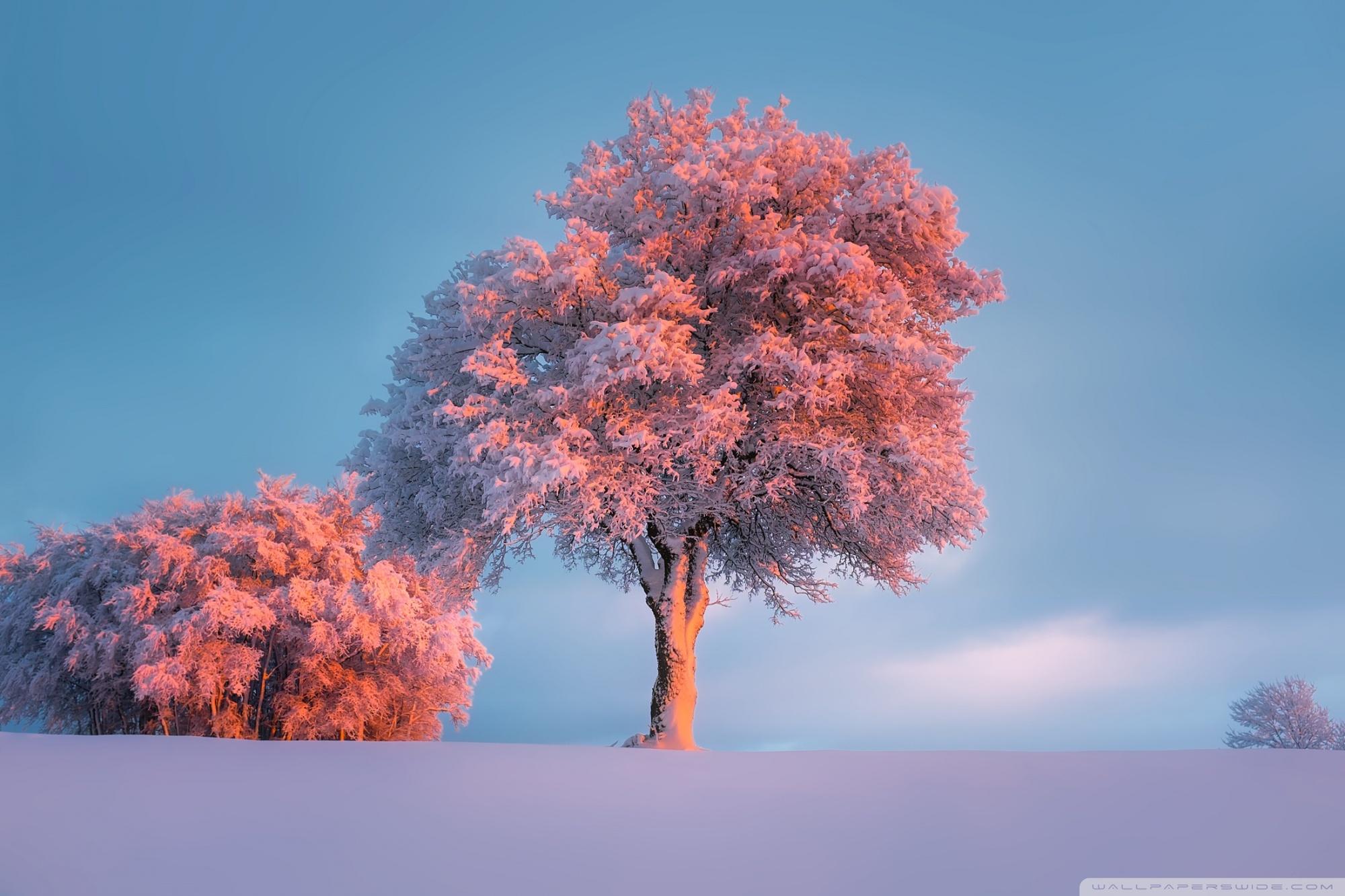 Winter Pink Wallpapers Wallpaper Cave