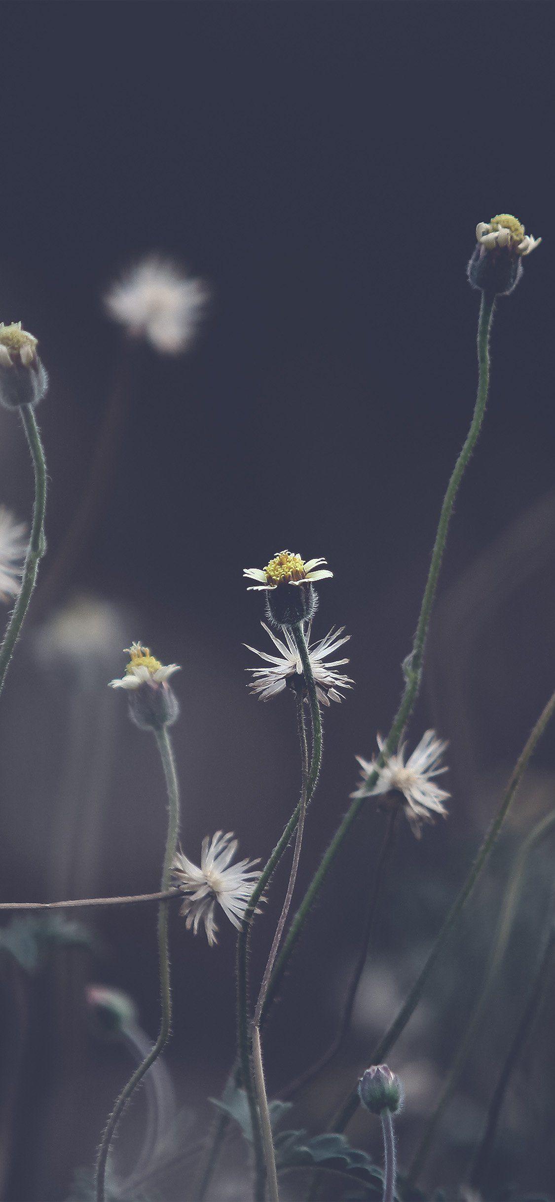 4k Flower iPhone X Wallpapers Wallpaper Cave