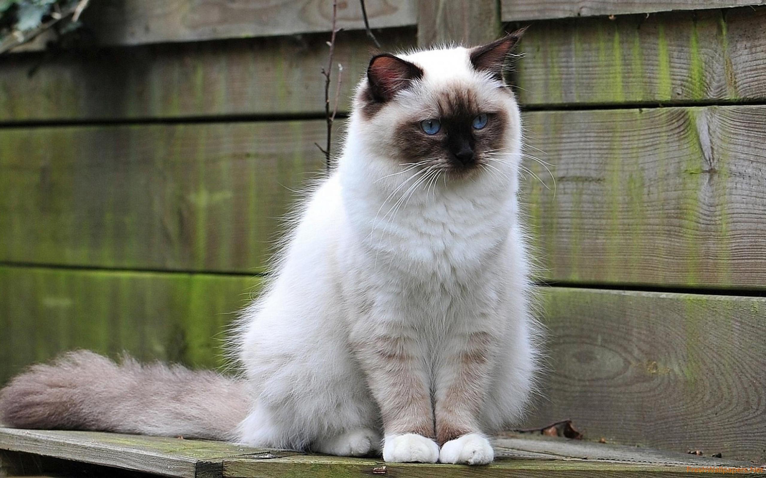White Fluffy Cat Wallpapers Wallpaper Cave
