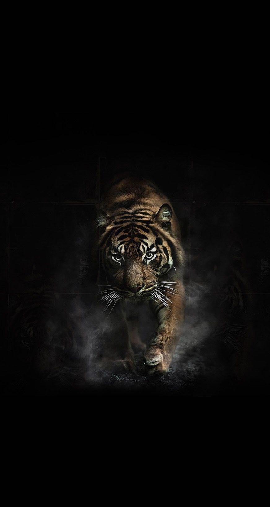 Hd Tiger Android Wallpapers Wallpaper Cave