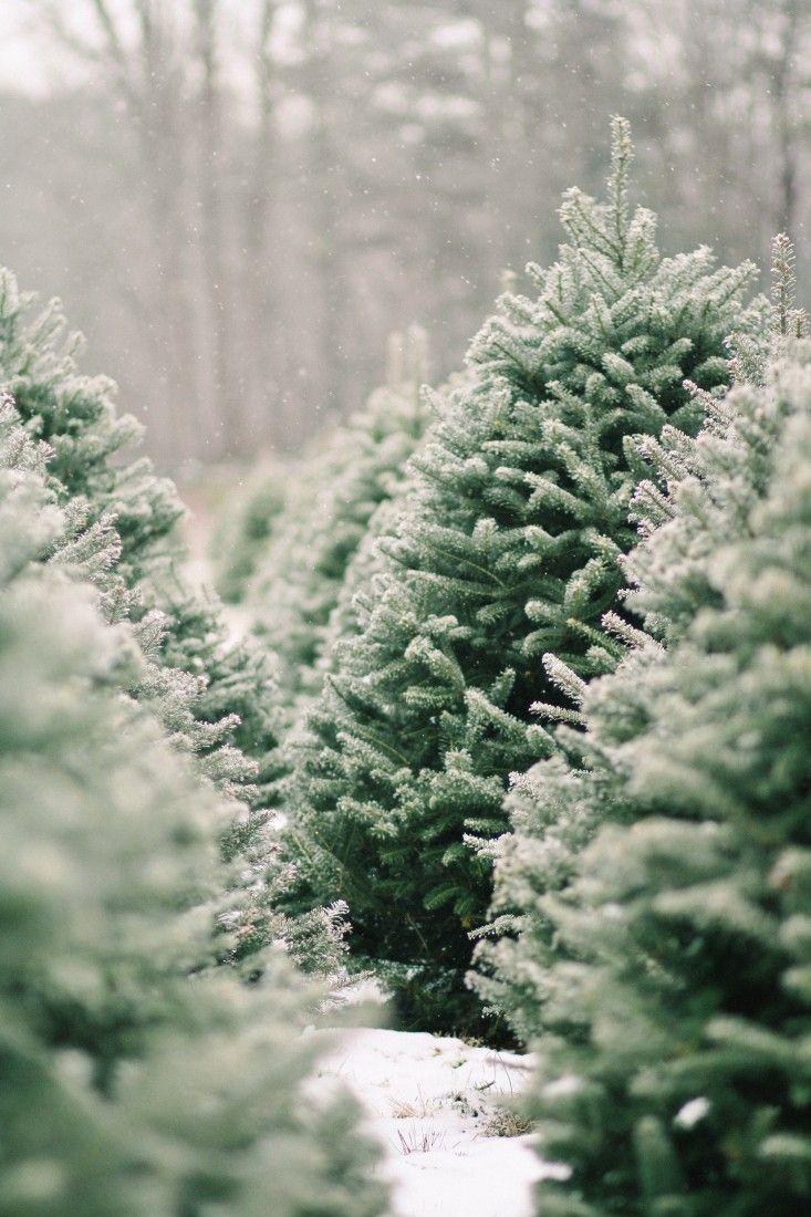 Christmas Tree Farm Wallpapers Wallpaper Cave