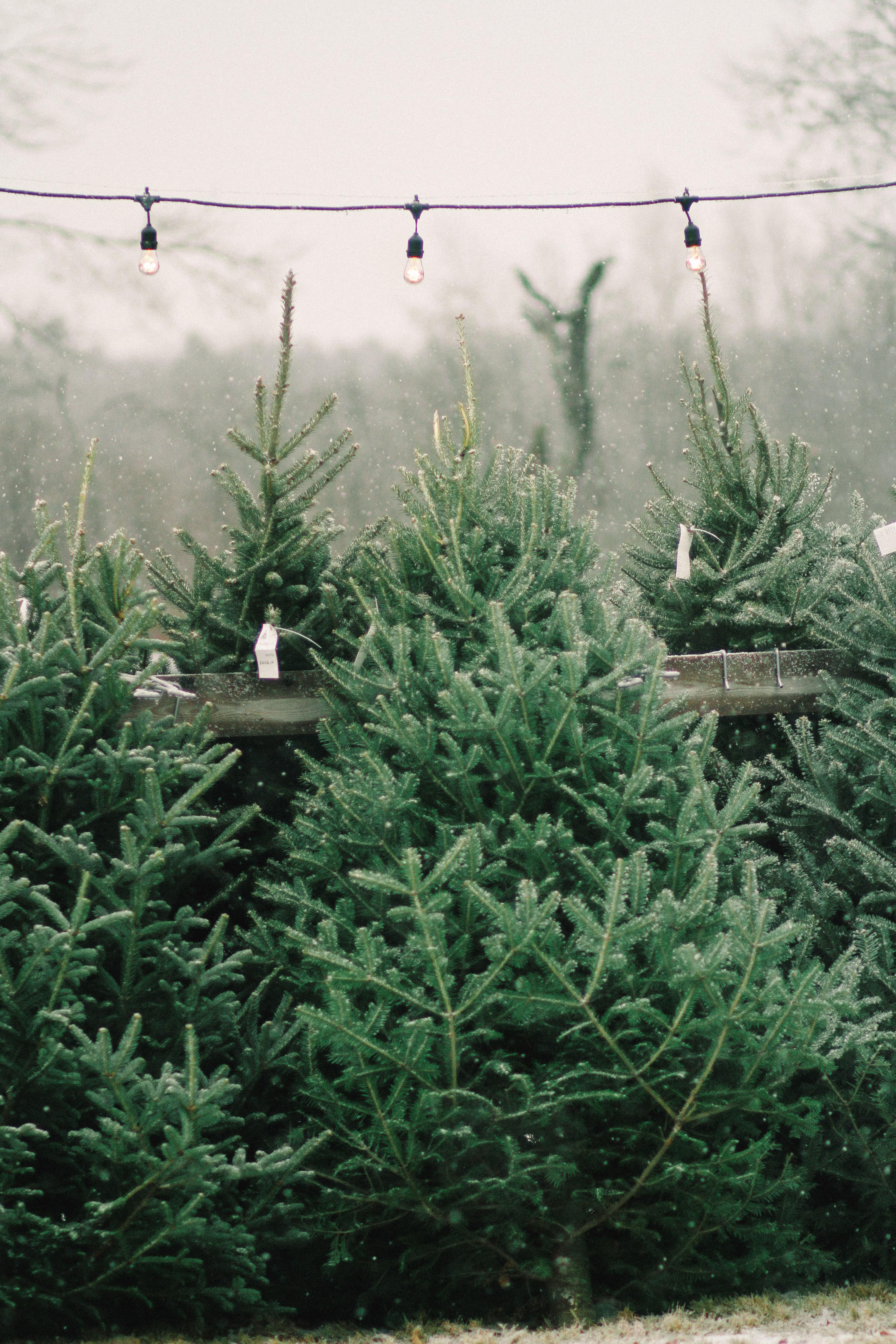 Christmas Tree Farm Wallpapers Wallpaper Cave