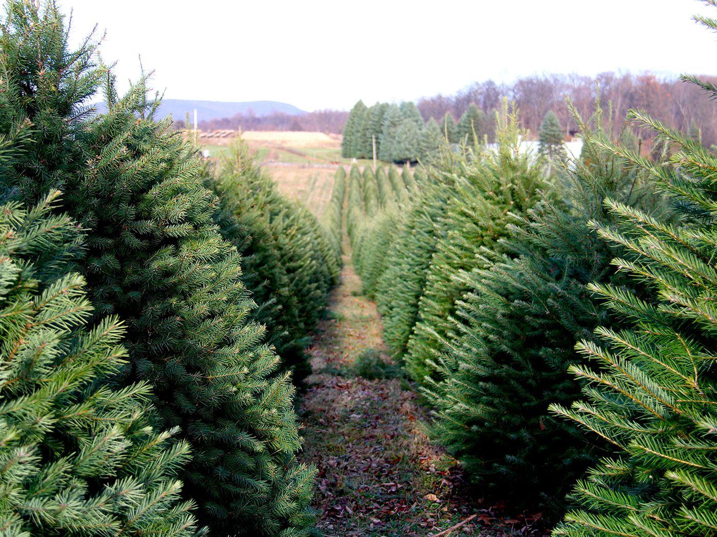Christmas Tree Farm Wallpapers Wallpaper Cave