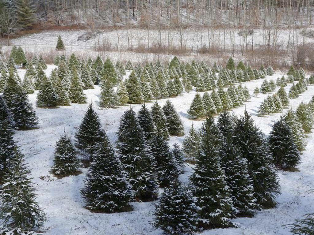 Christmas Tree Farm Wallpapers Wallpaper Cave