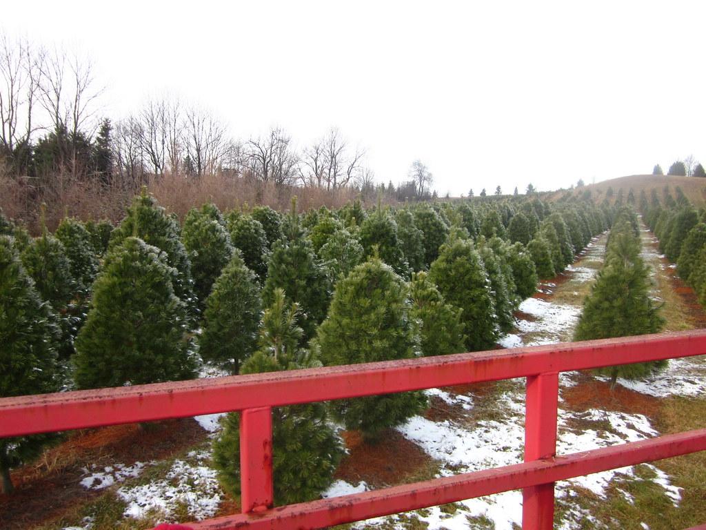 Christmas Tree Farm Wallpapers Wallpaper Cave