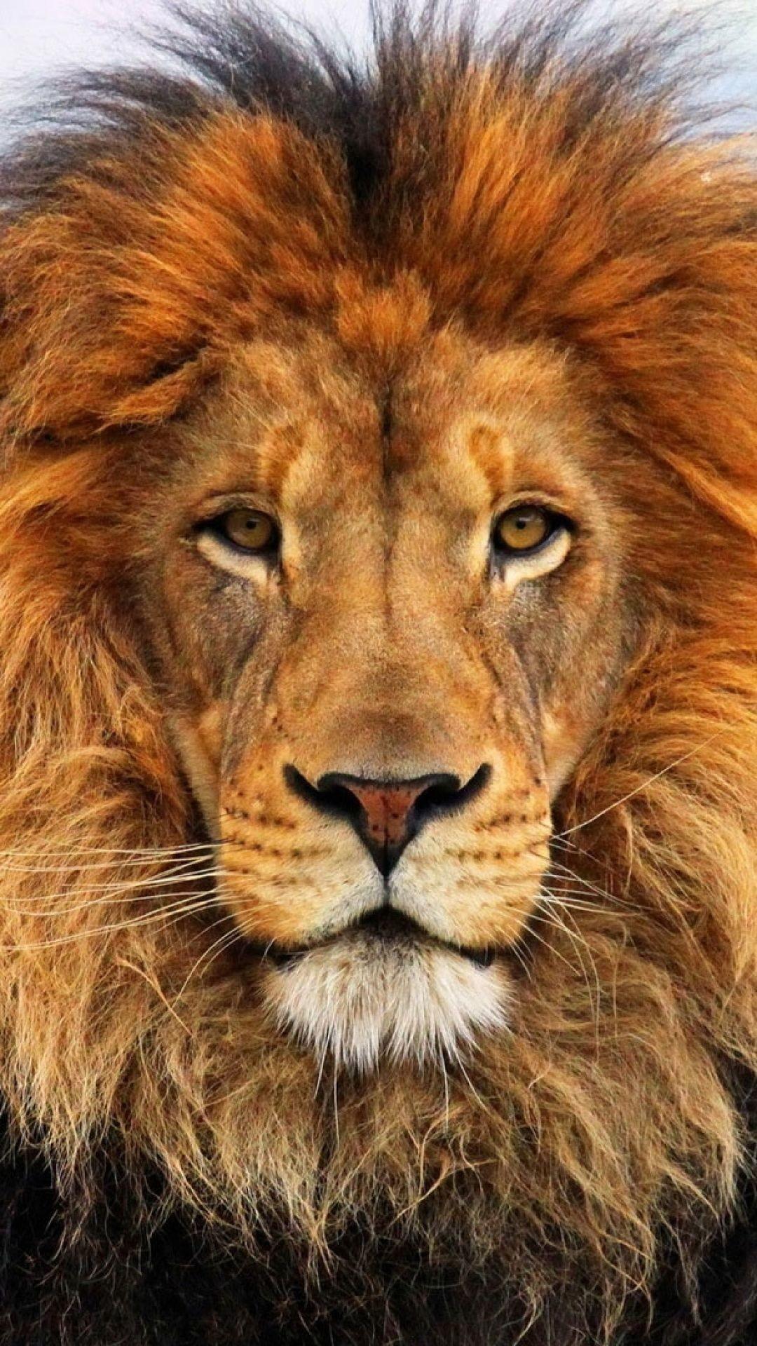 Lion Close Up Face Angry Wallpapers Wallpaper Cave