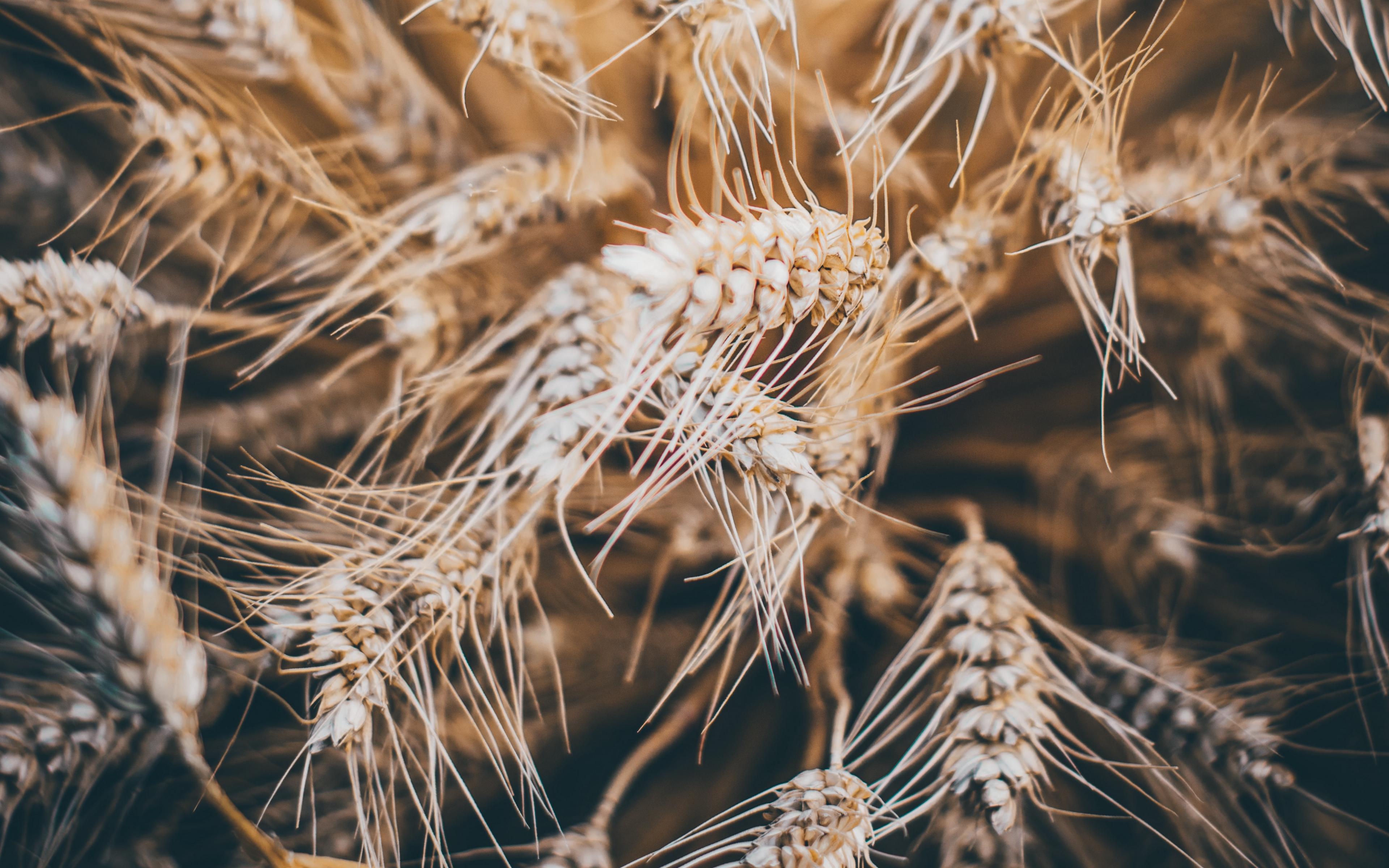 Dry Seeds Wallpapers Wallpaper Cave