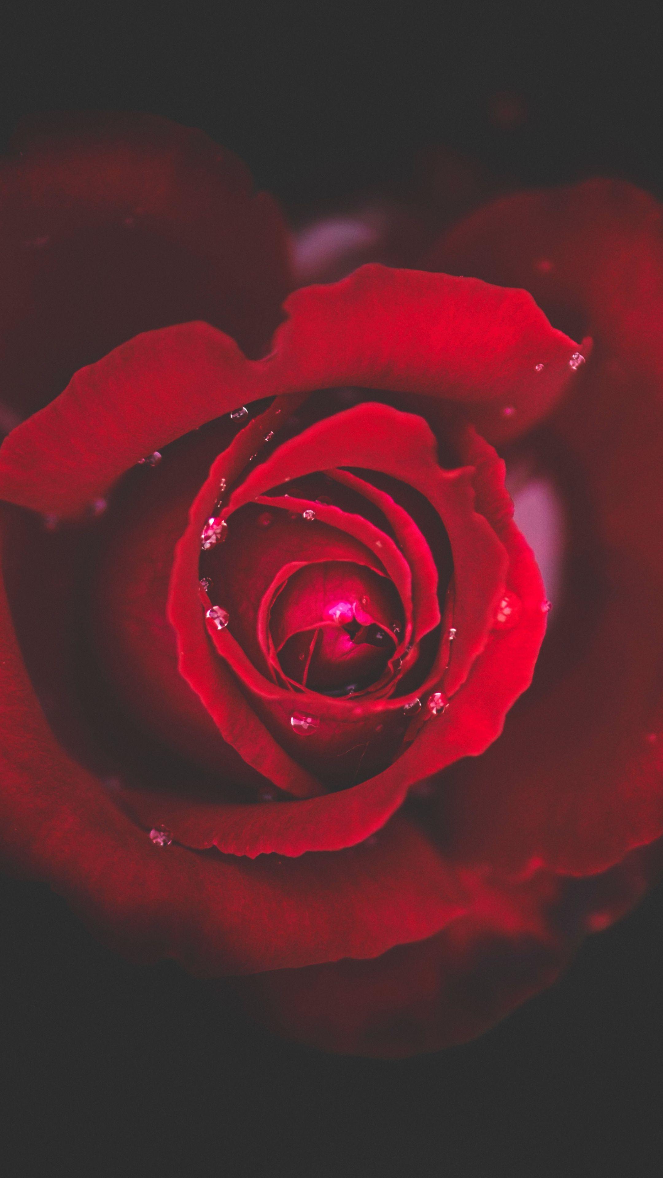 Rose 4k Wallpapers Wallpaper Cave