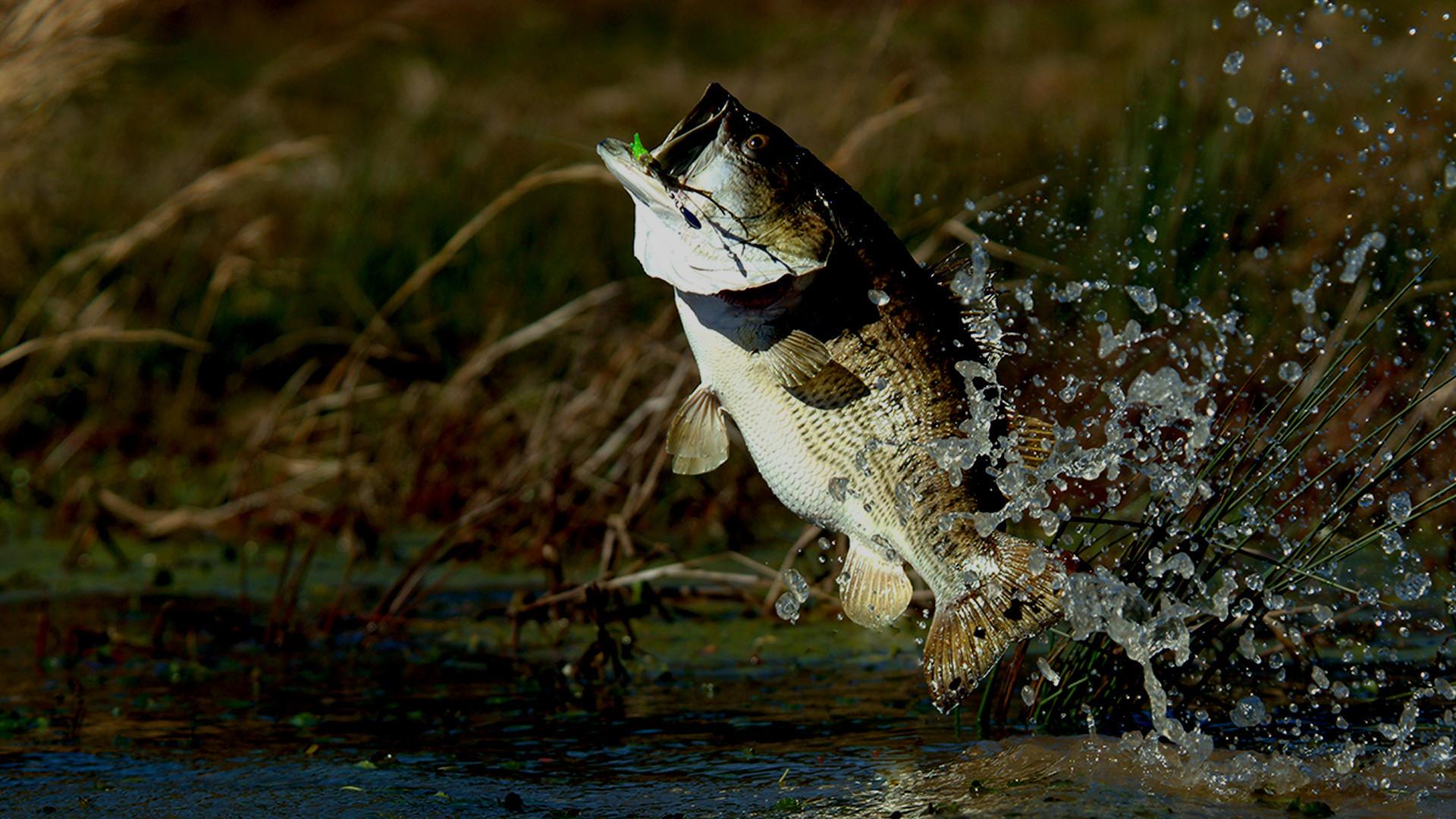 Bass Fish Wallpapers Wallpaper Cave