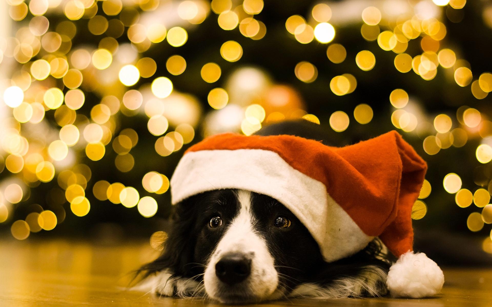 Christmas Dog Light Wallpapers Wallpaper Cave
