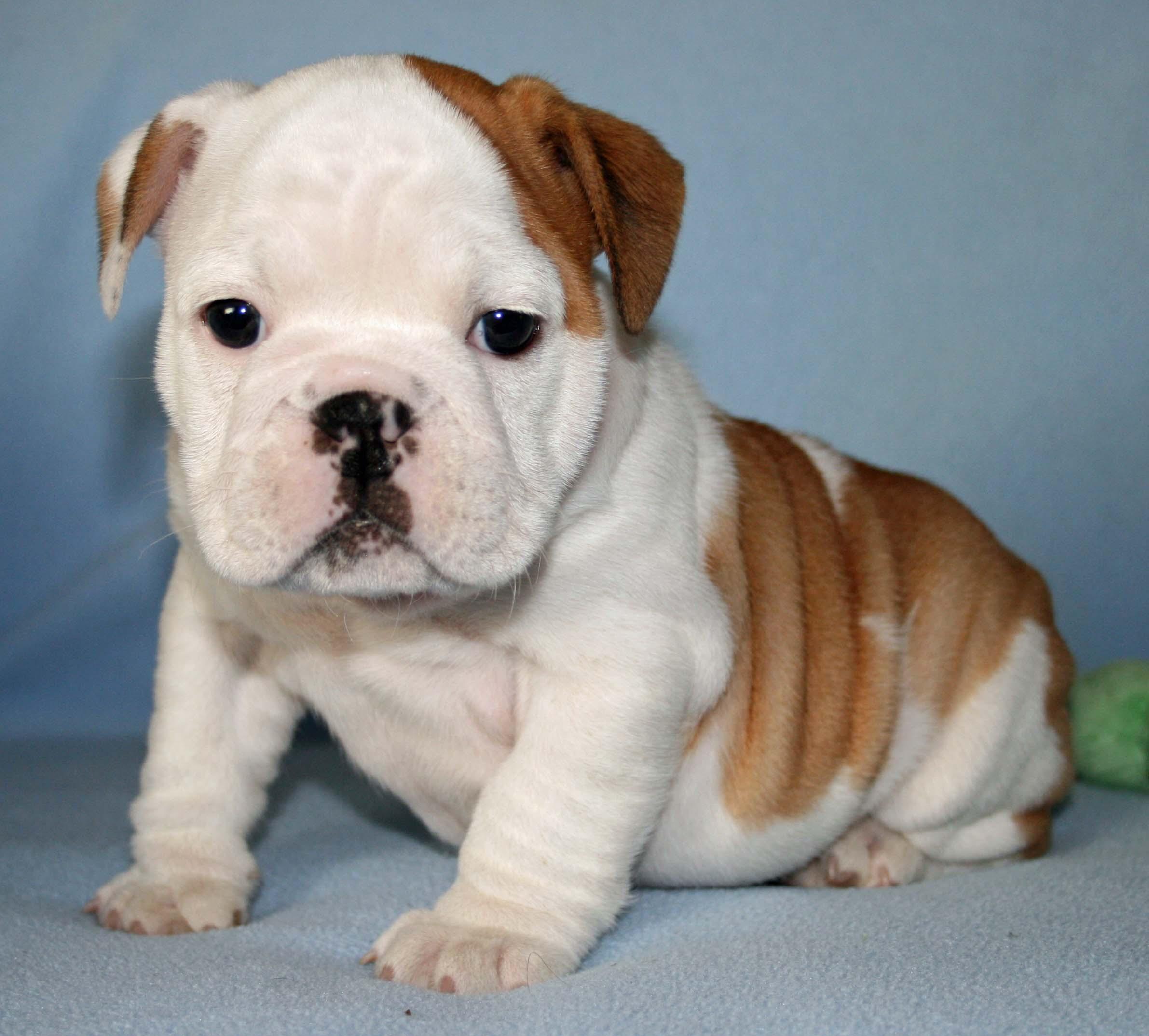 Baby Bulldogs Wallpapers Wallpaper Cave