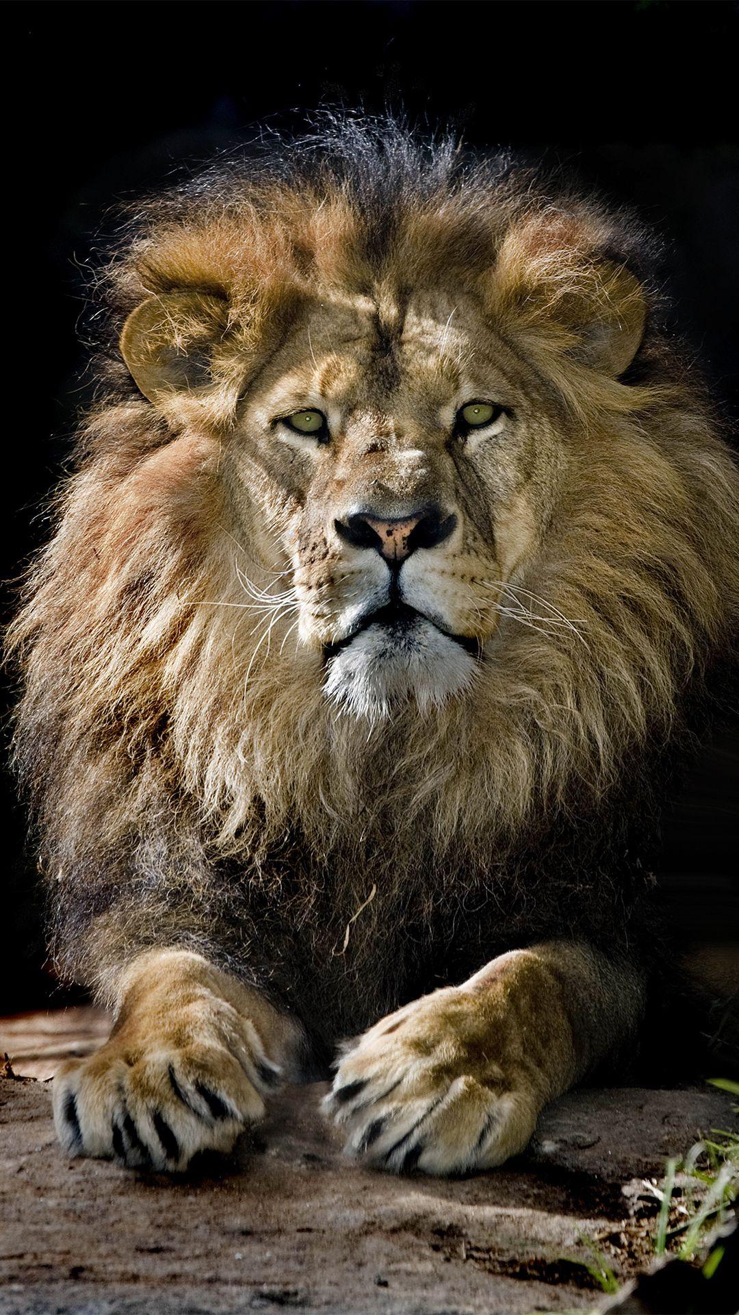 Lion HD Face iPhone Wallpapers Wallpaper Cave