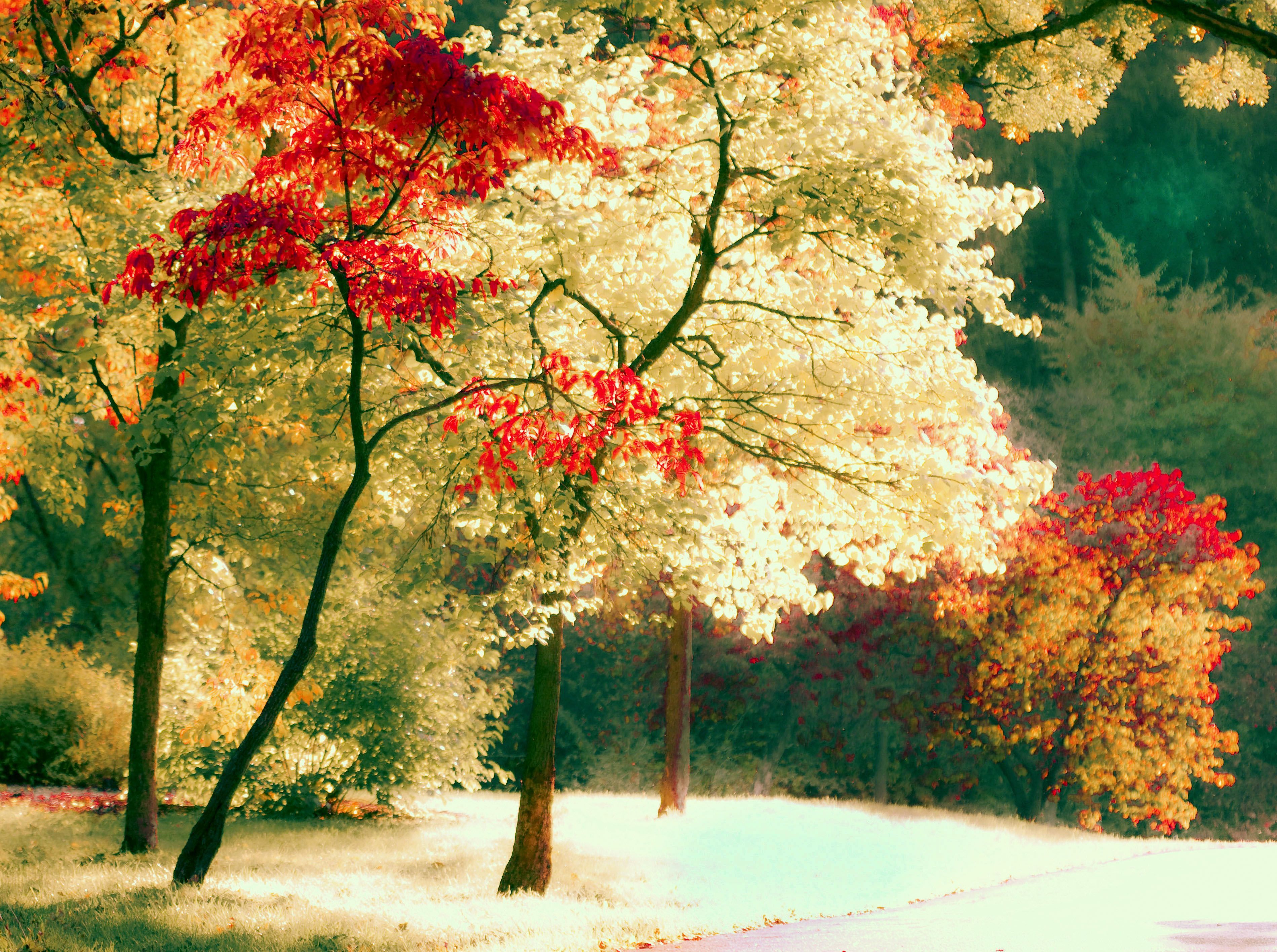 Natural Photography HD Wallpapers Wallpaper Cave