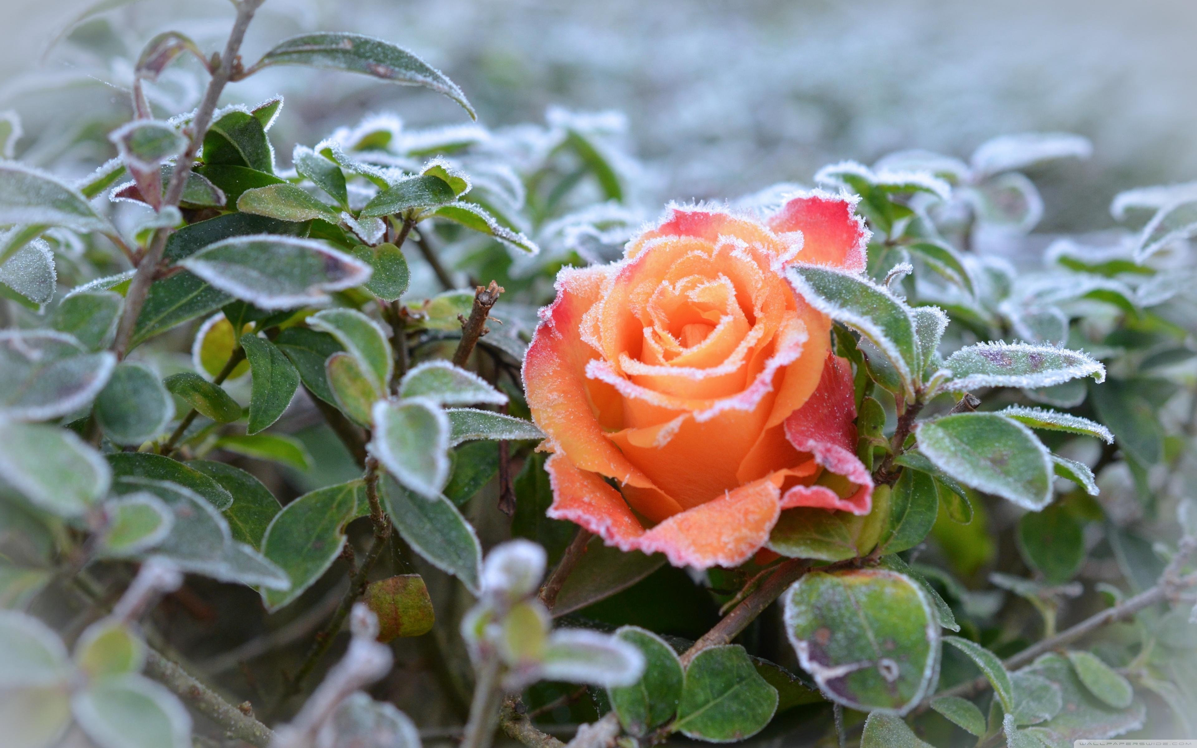 Frozen Rose Wallpapers Wallpaper Cave