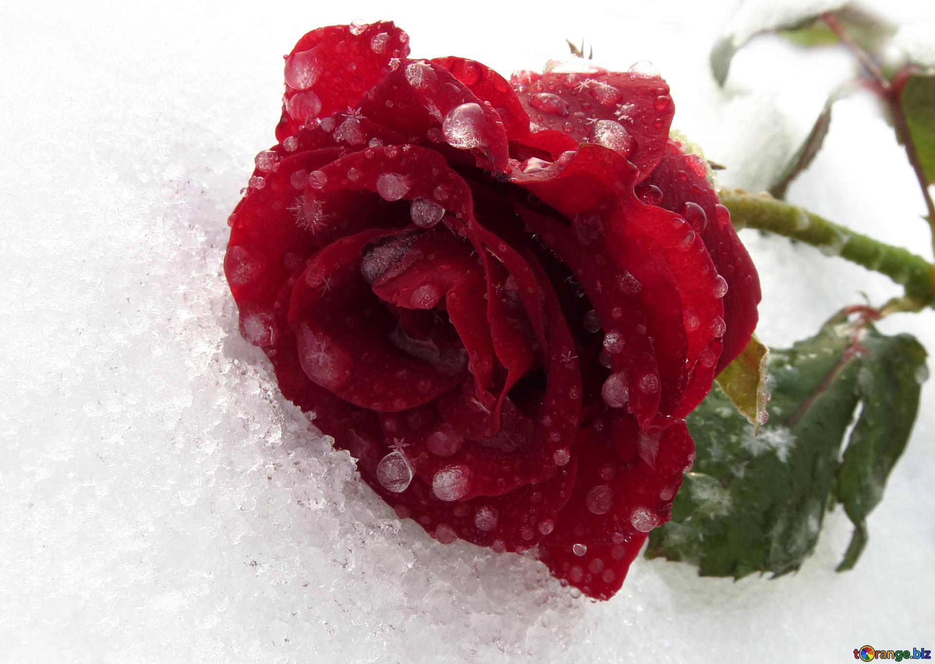 Frozen Roses Wallpapers Wallpaper Cave