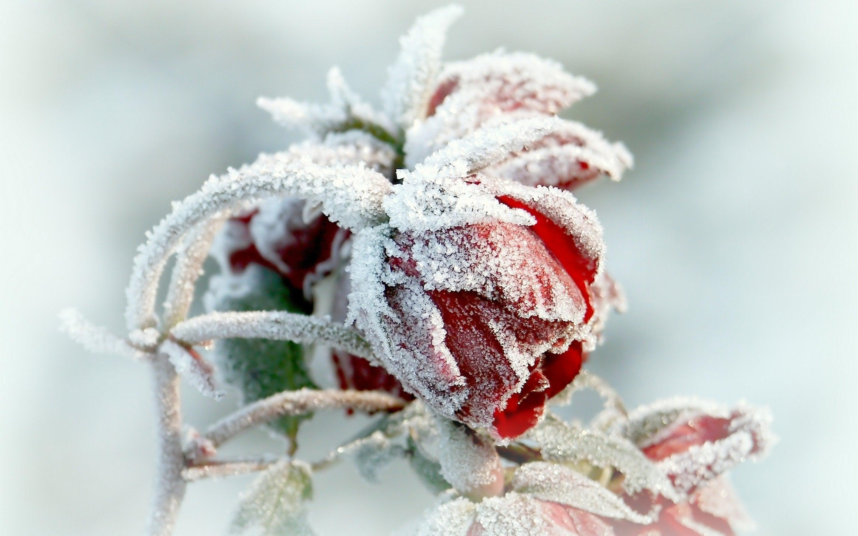 Frozen Rose Wallpapers Wallpaper Cave
