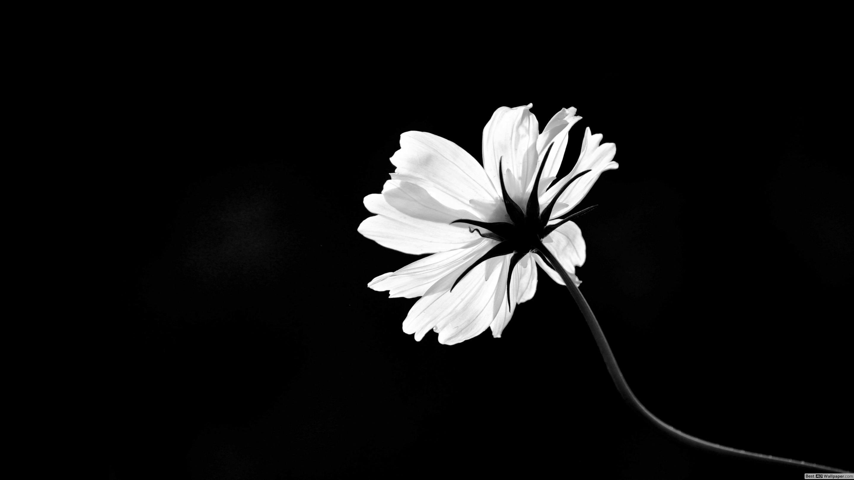 I Am A Single Boy Wallpapers Wallpaper Cave