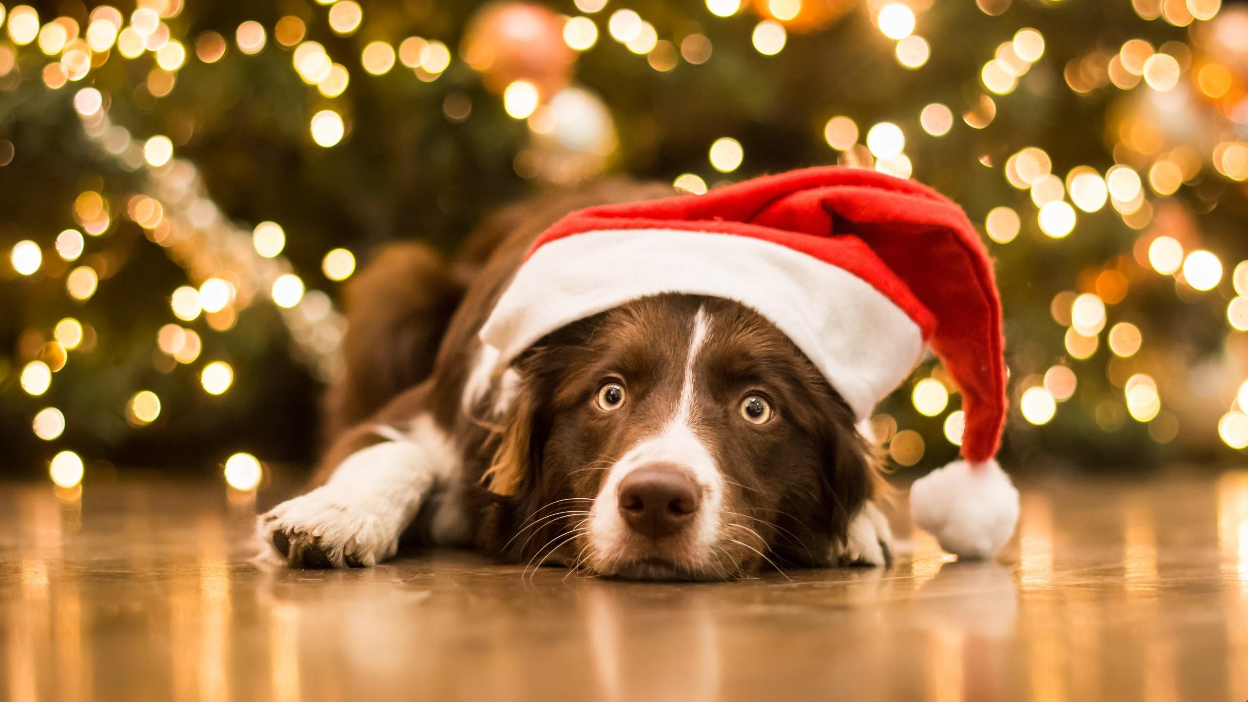 Cute Dog Christmas Desktop Wallpapers Wallpaper Cave
