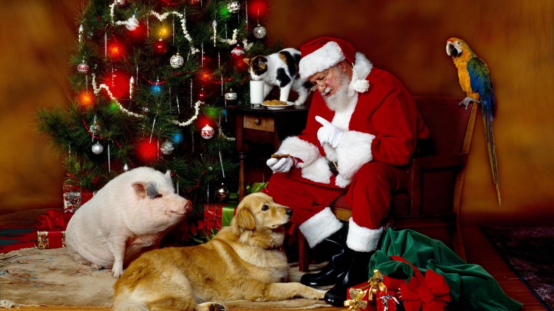 Christmas pigs raised by Jewish farmers pardoned by.