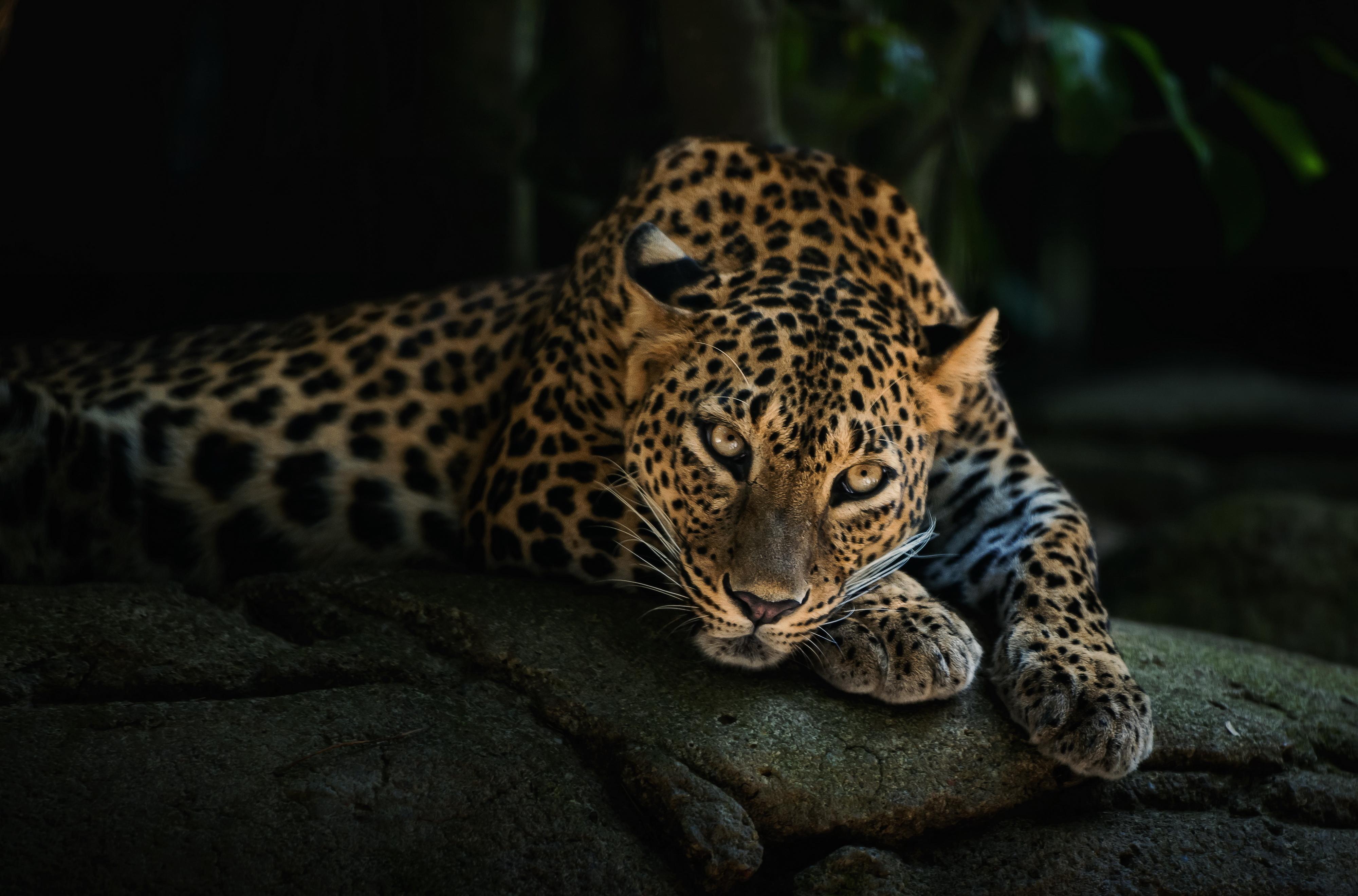 Leopards Wallpapers Wallpaper Cave