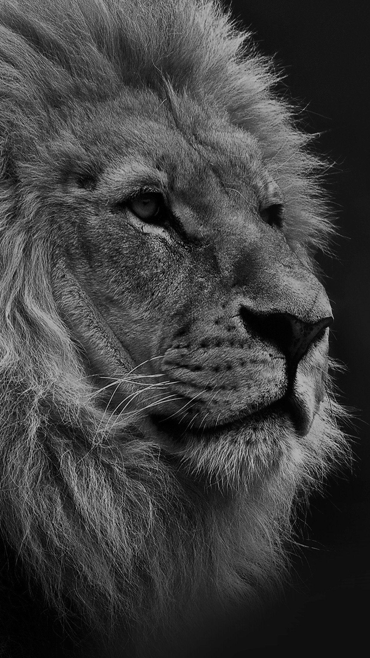Phone Oled Lion Wallpapers Wallpaper Cave