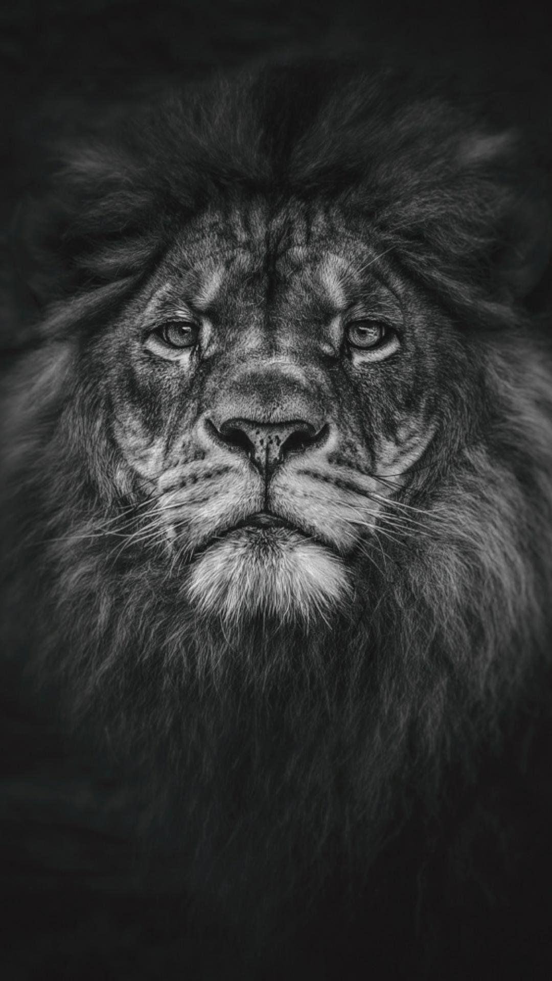 Black Lion iPhone Wallpapers Wallpaper Cave