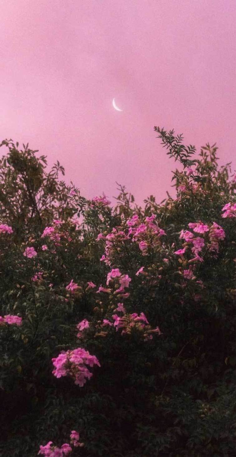 iPhone Pretty Wallpapers Wallpaper Cave