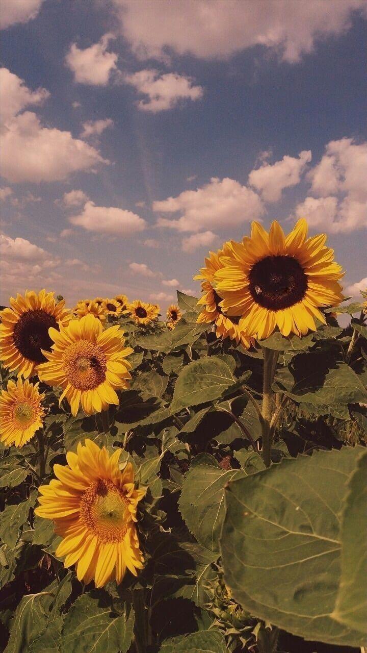 Aesthetic Sunflower Field Wallpapers Wallpaper Cave