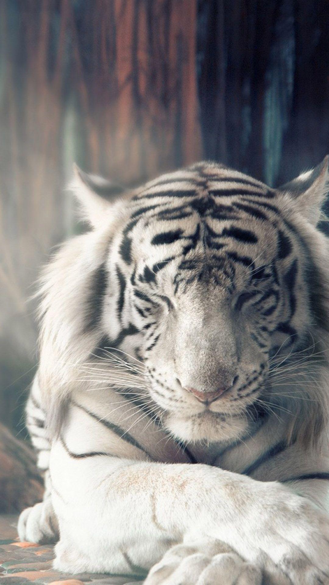 Siberian White Tiger 4k Wallpapers Wallpaper Cave