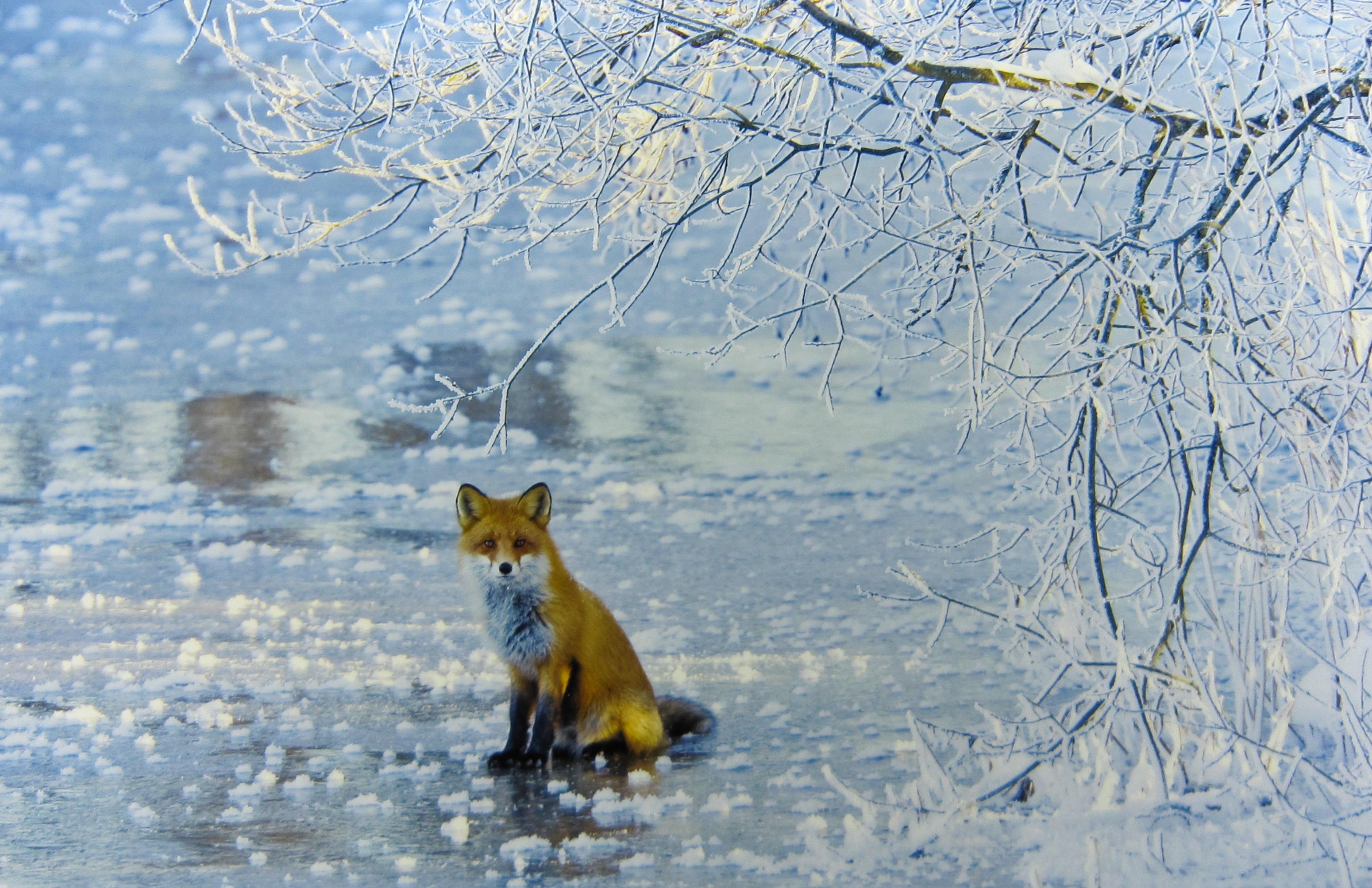 Animals In Winter Wallpapers Wallpaper Cave