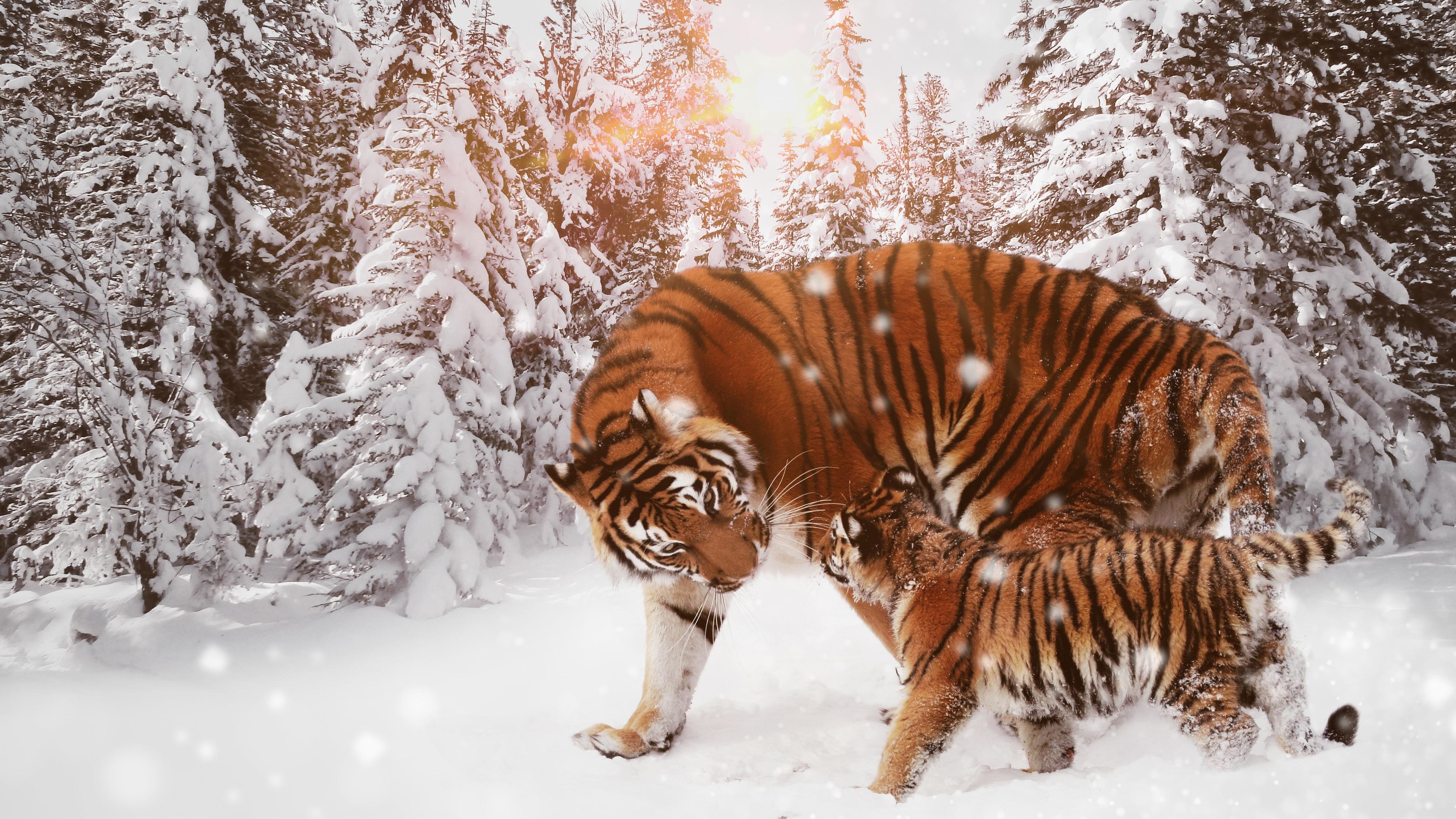 Animals In Winter Wallpapers Wallpaper Cave