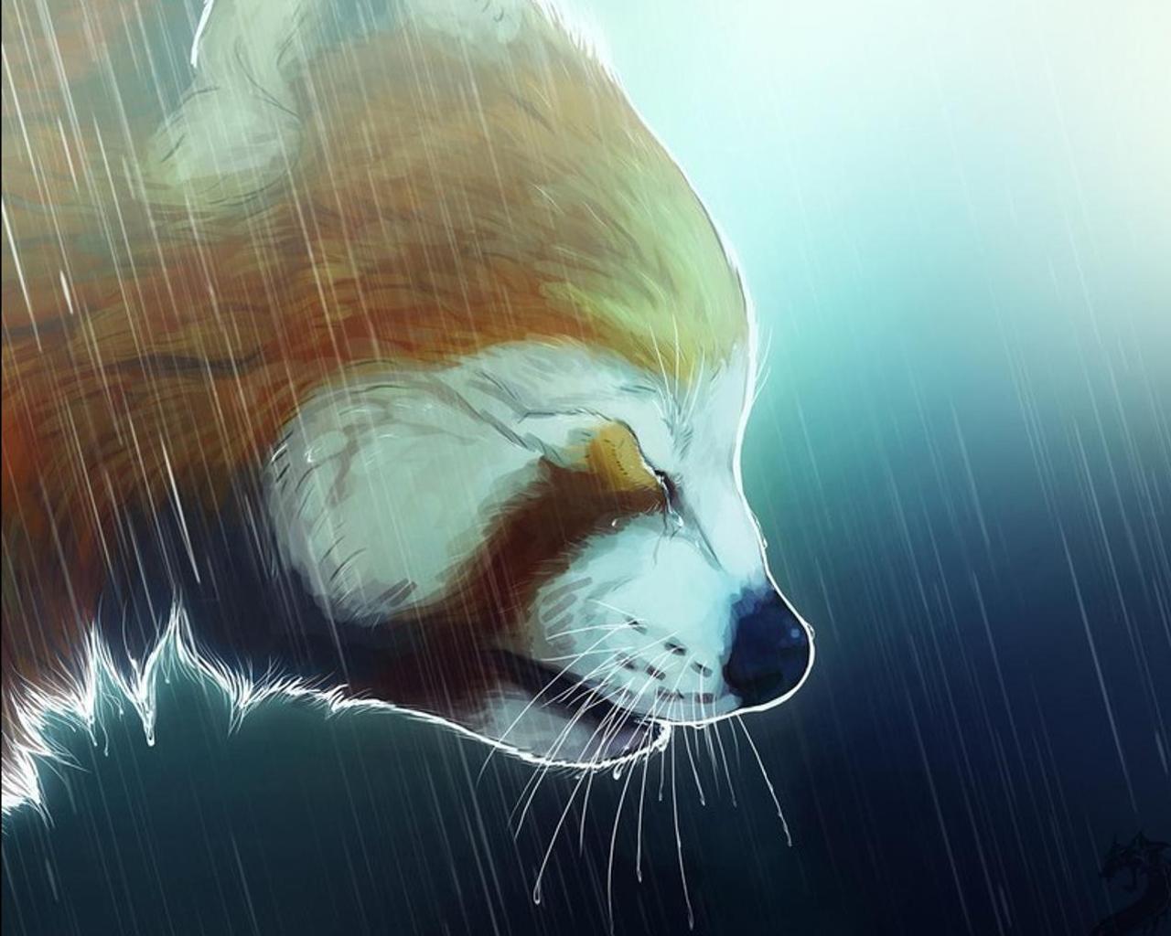 Anime Red Panda Wallpapers Wallpaper Cave