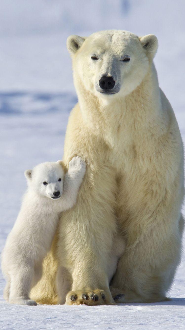 Cute Baby Polar Bears Wallpapers Wallpaper Cave