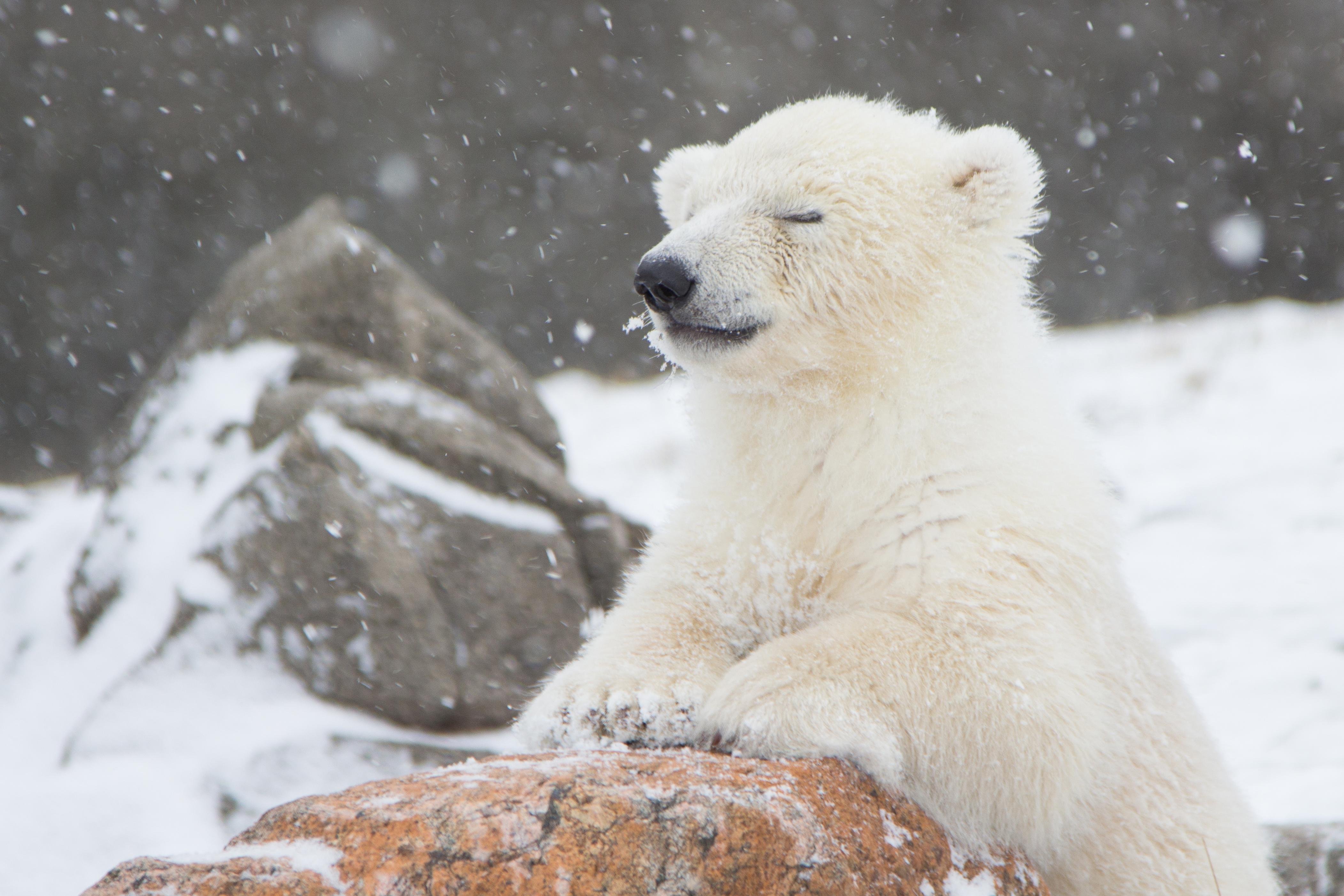 Cute Baby Polar Bears Wallpapers Wallpaper Cave