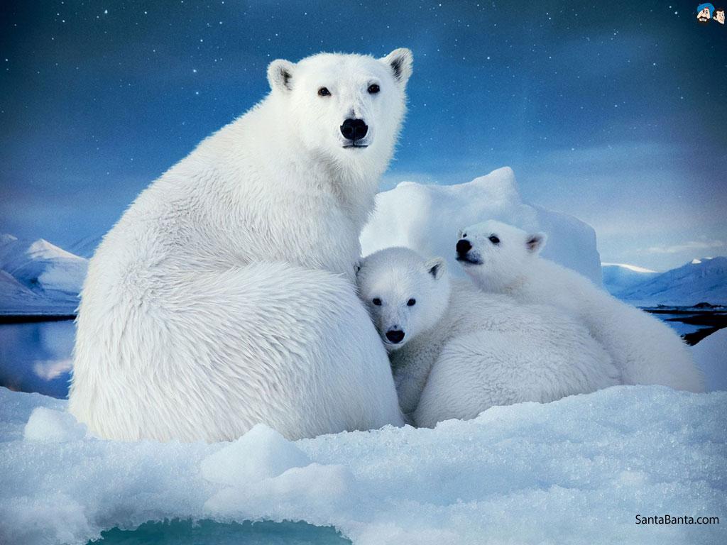 Cute Baby Polar Bears Wallpapers Wallpaper Cave