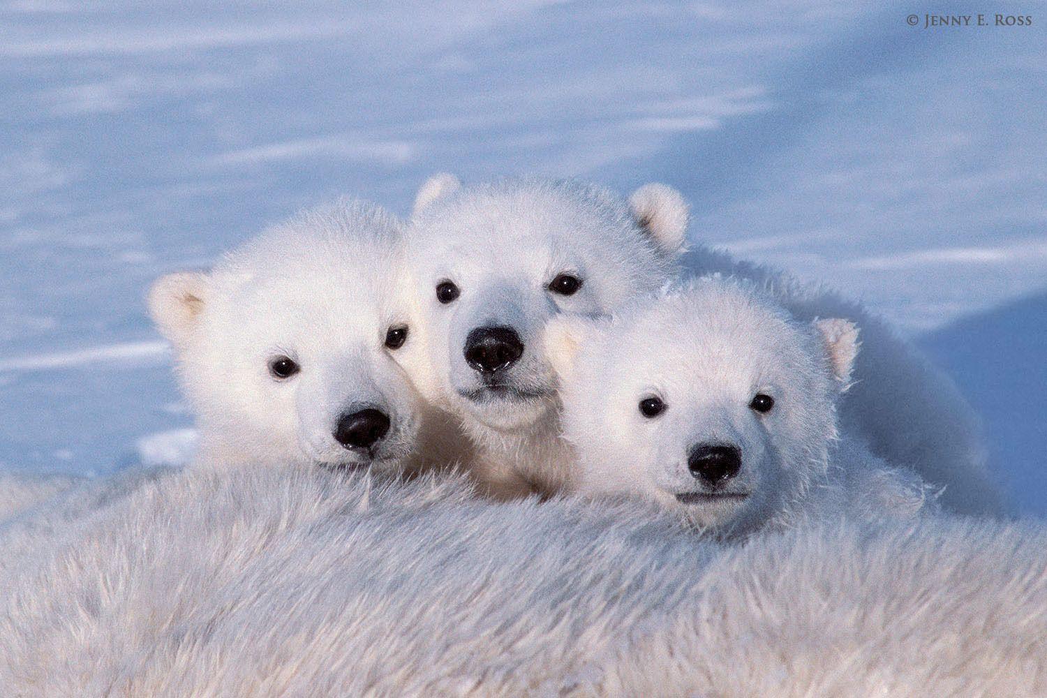 Cute Baby Polar Bears Wallpapers Wallpaper Cave