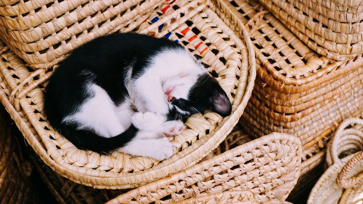 Cat Nap Wallpapers Wallpaper Cave
