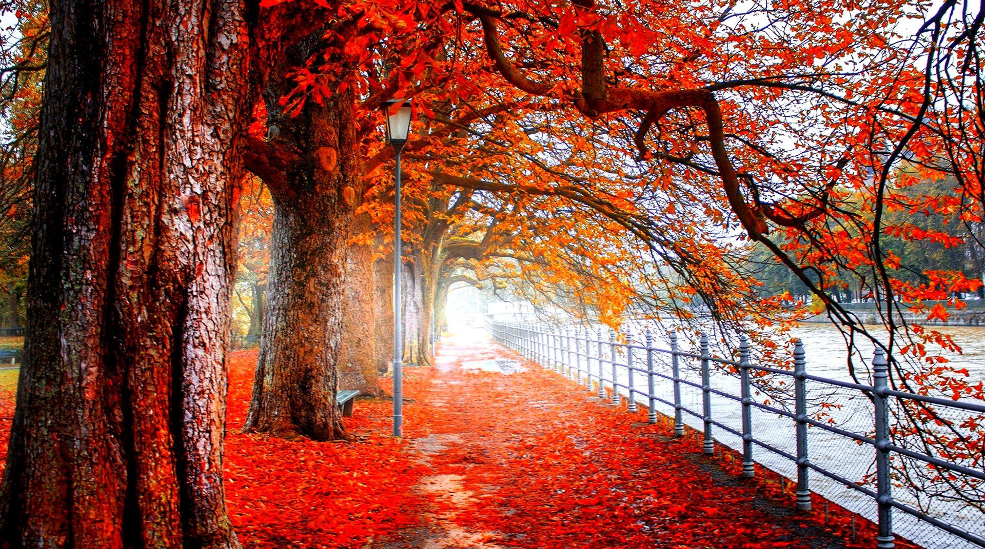 Anime Red Tree Wallpapers Wallpaper Cave