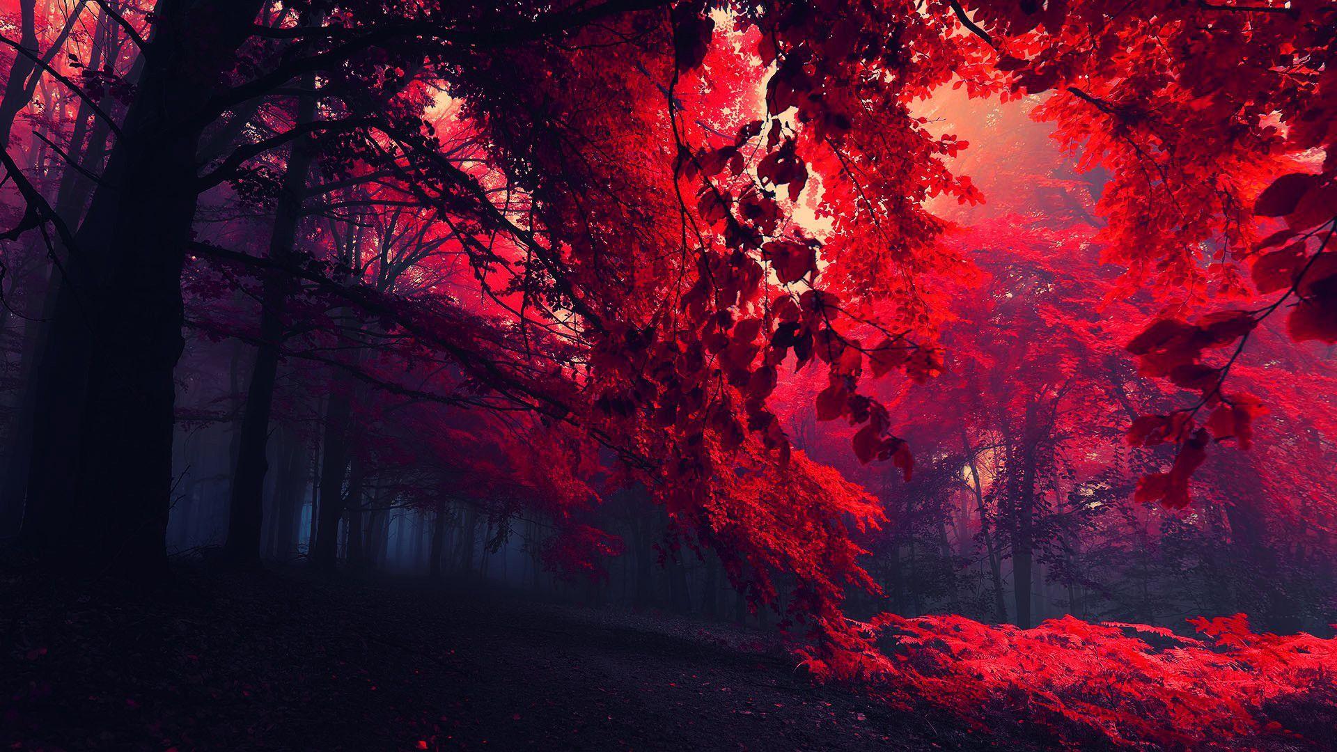 Red Tree Leaves Anime Wallpapers Wallpaper Cave