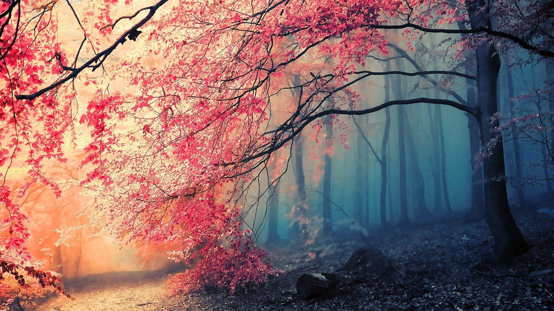 Red Tree Leaves Anime Wallpapers Wallpaper Cave